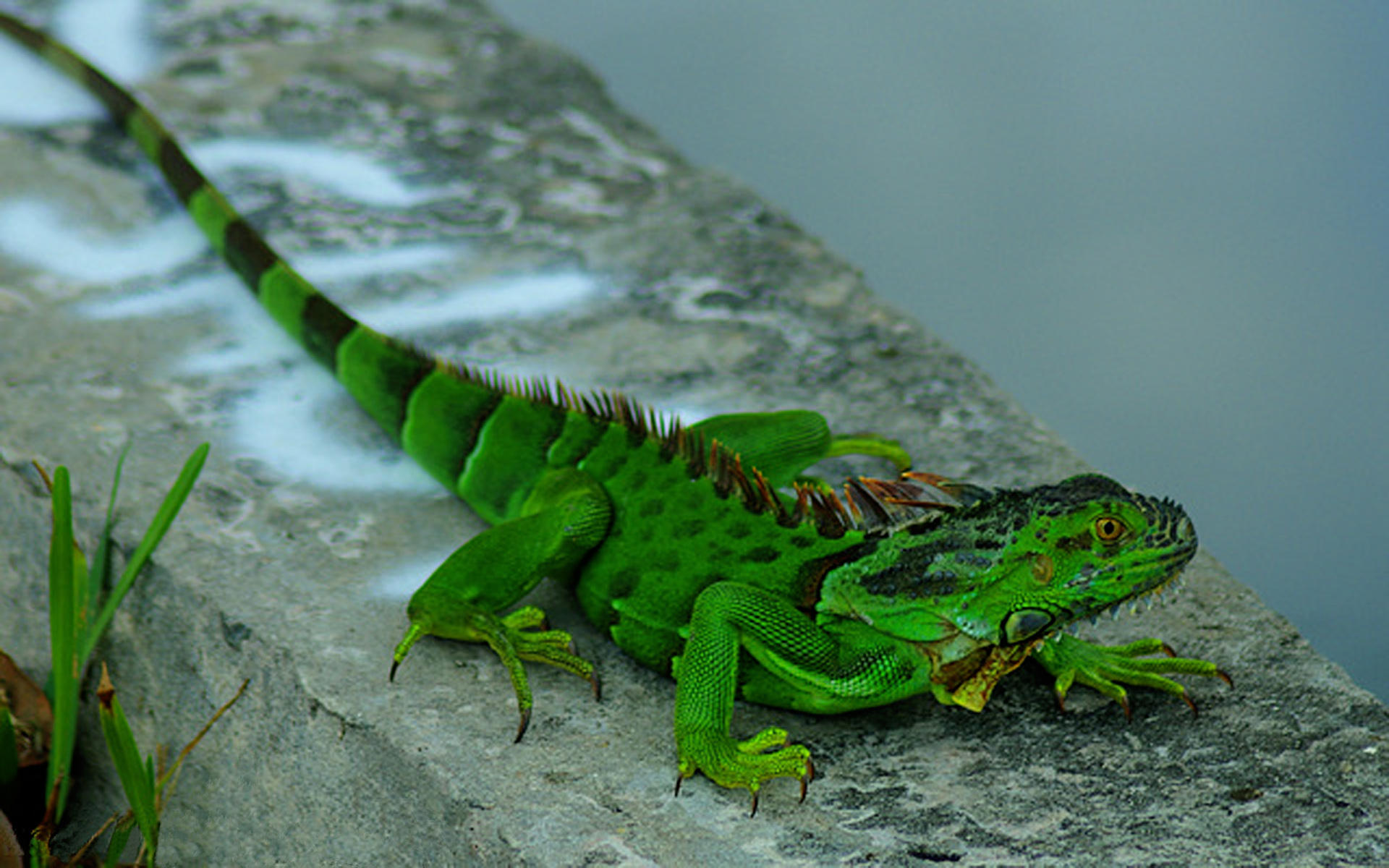 Американская ящерица. Игуана зеленая обыкновенная. Игуана обыкновенная ( Iguana Iguana). Ящерица зеленая игуана. Зеленая шипохвостая игуана.