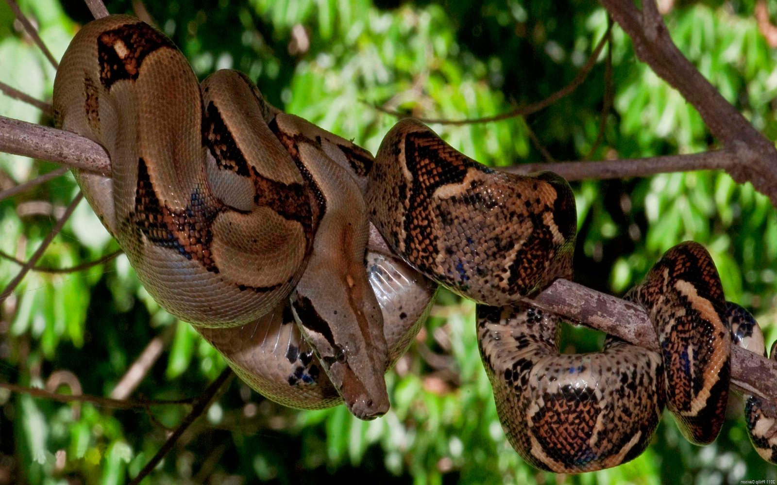 large red tail boa