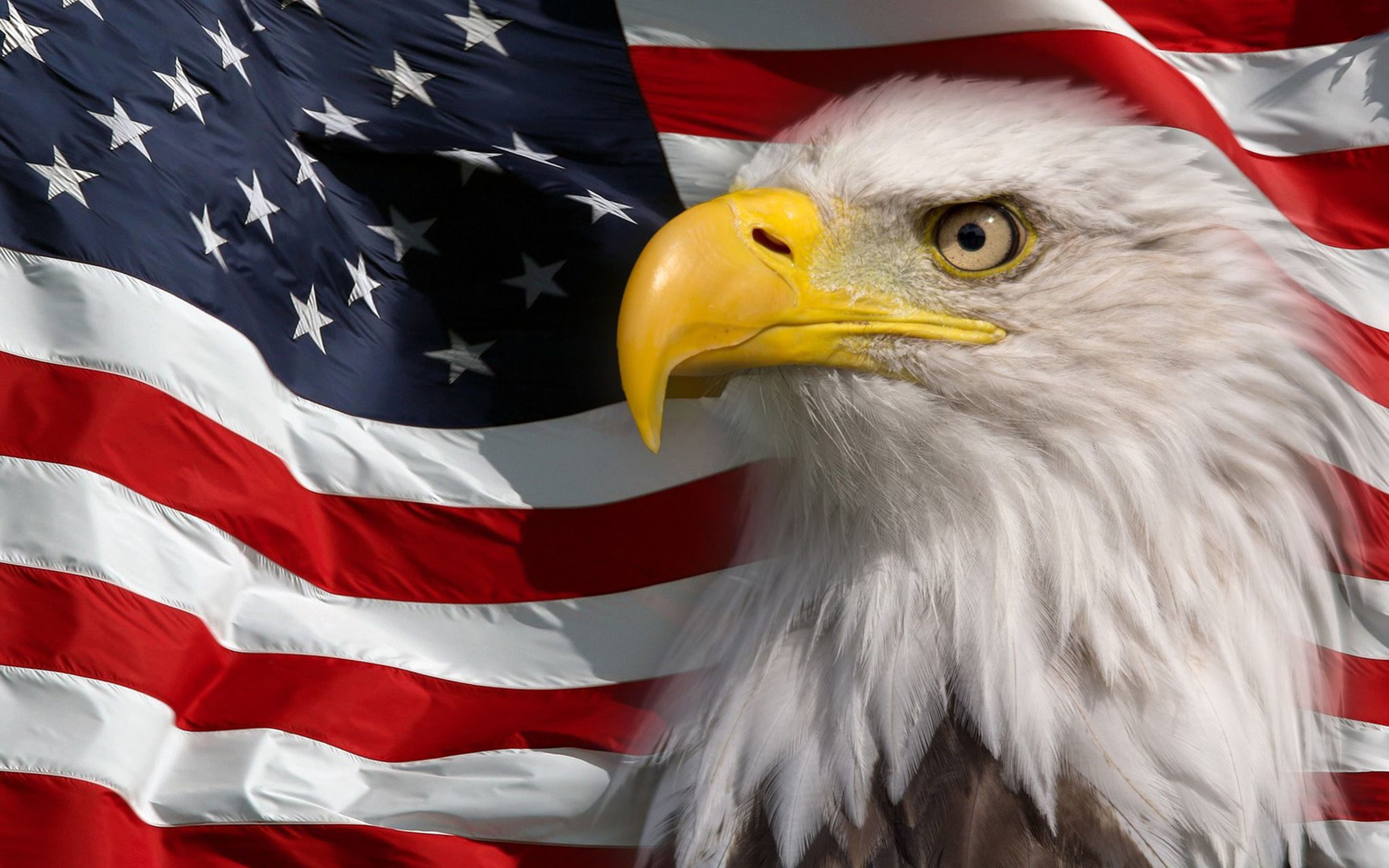 American Flag And Bald Eagle Symbol Of America Picture Hd ...