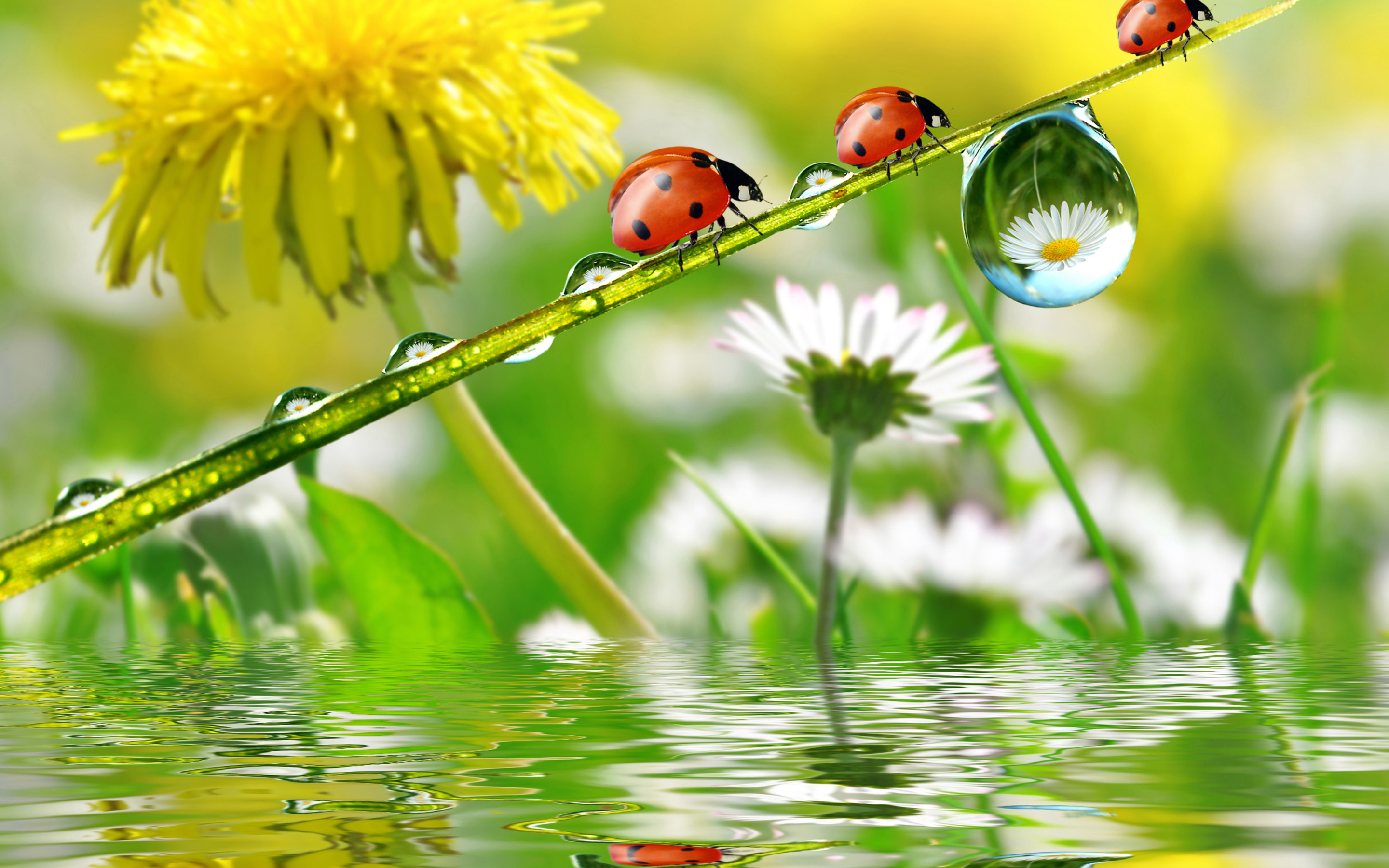 Nature Dandelion Chamomile Insect Ladybug Spring Rain Drops Water Desktop Hd  Wallpapers For Mobile Phones And Computer 2880x1800 : 