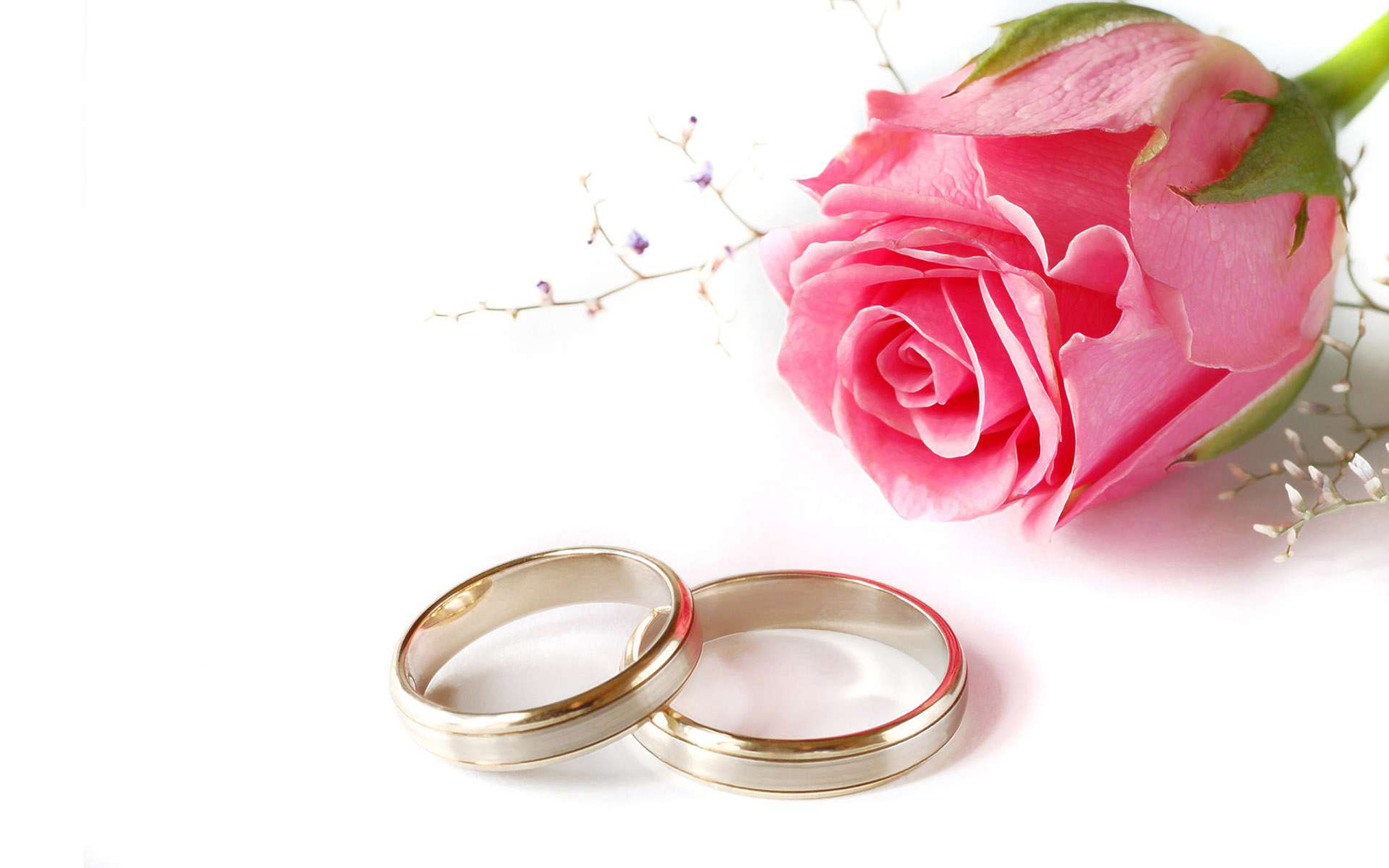 Pink Rose Flower Wedding Rings Love Desktop Hd Wallpaper ...