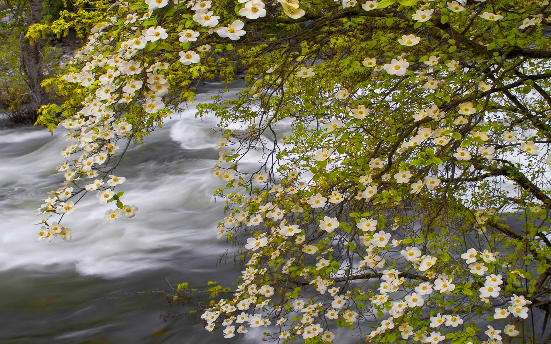 По над рекой сад цветет. Цветущие деревья у реки. Цветущий сад у реки.
