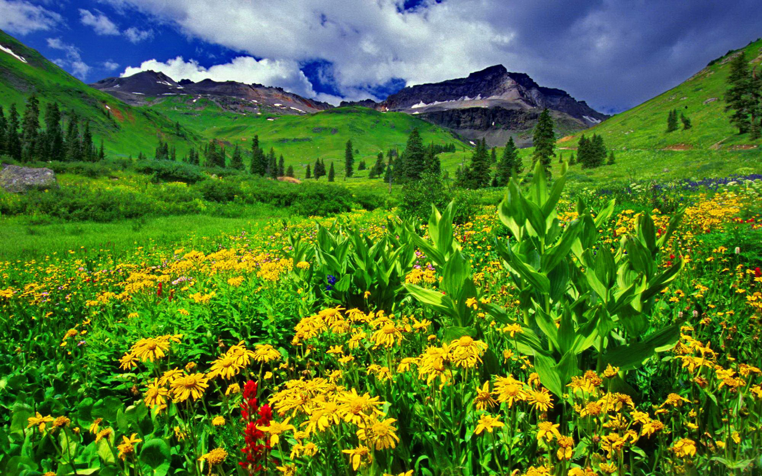 Поляна в горах. Горы зелень. Полянка в горах. Цветочная Поляна горы. Цветы Поляна горы.
