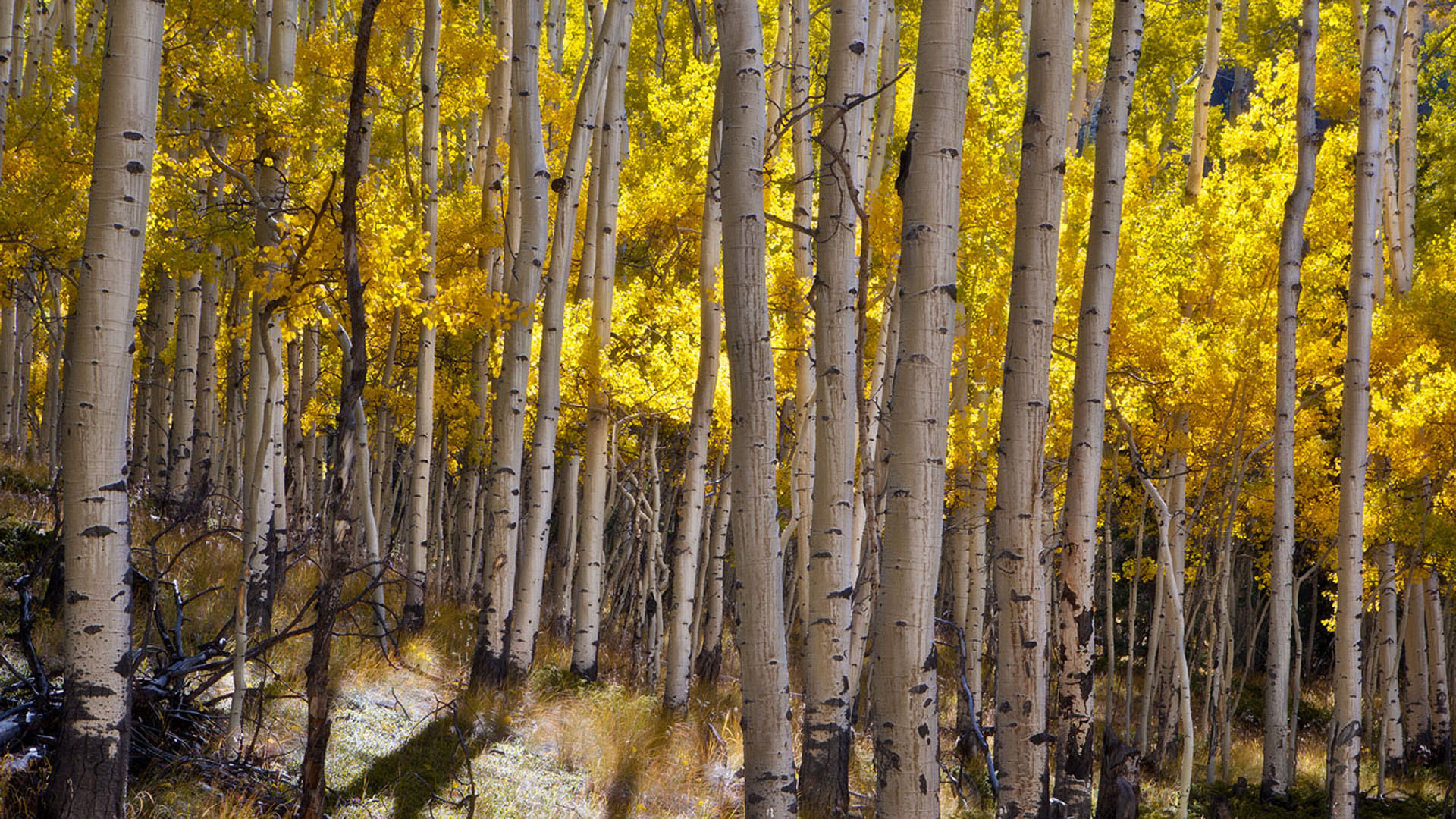 Autumn Yellow Of Aspen Trees National Forest Gunnison Near Lake City Hd