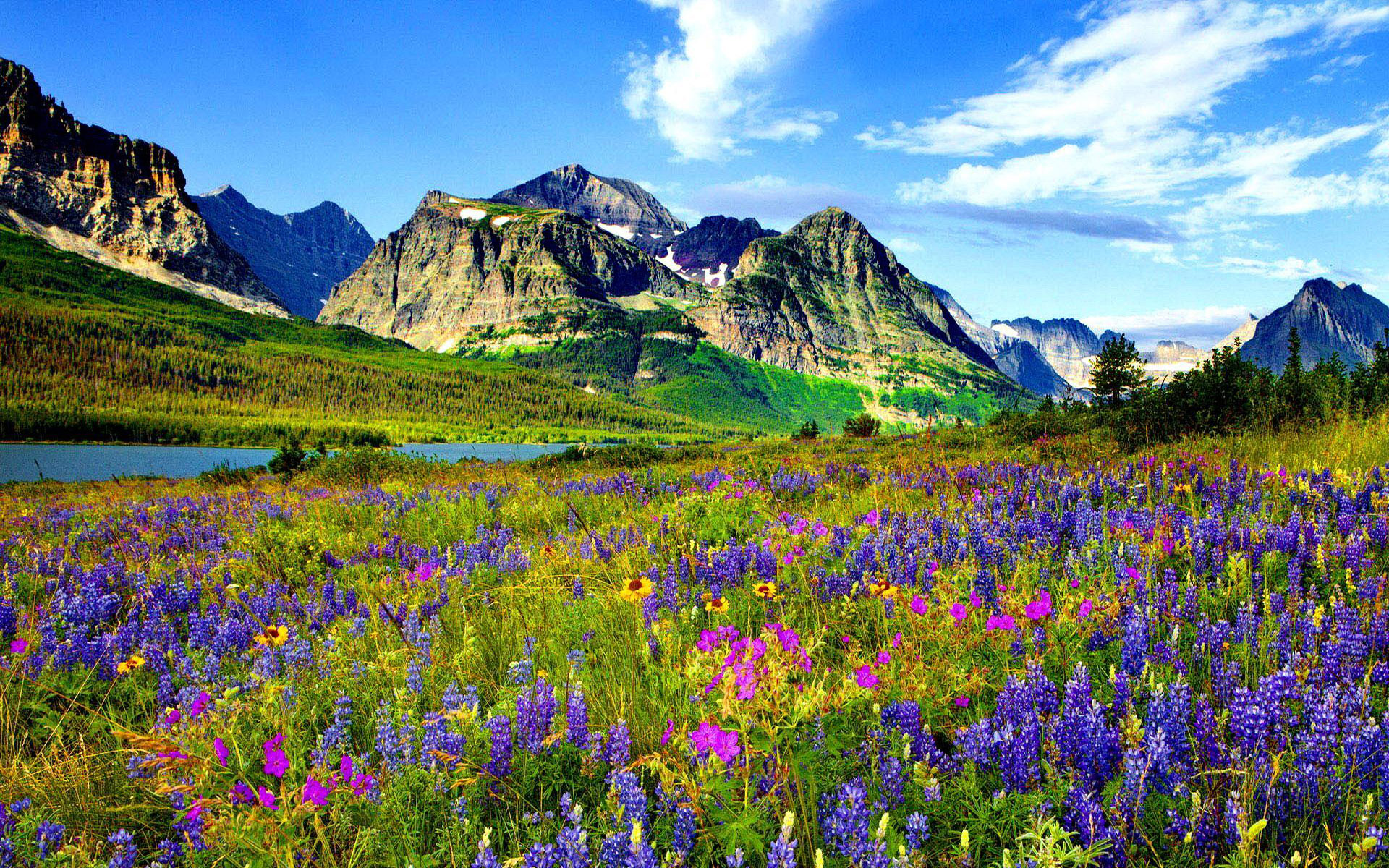 Colorado Mountain Flowers Rocky