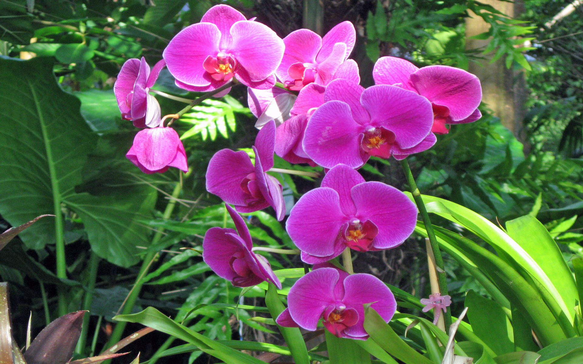 Flowers Pink Orchids Phalaenopsis Tropical Rainforest 1920x1200