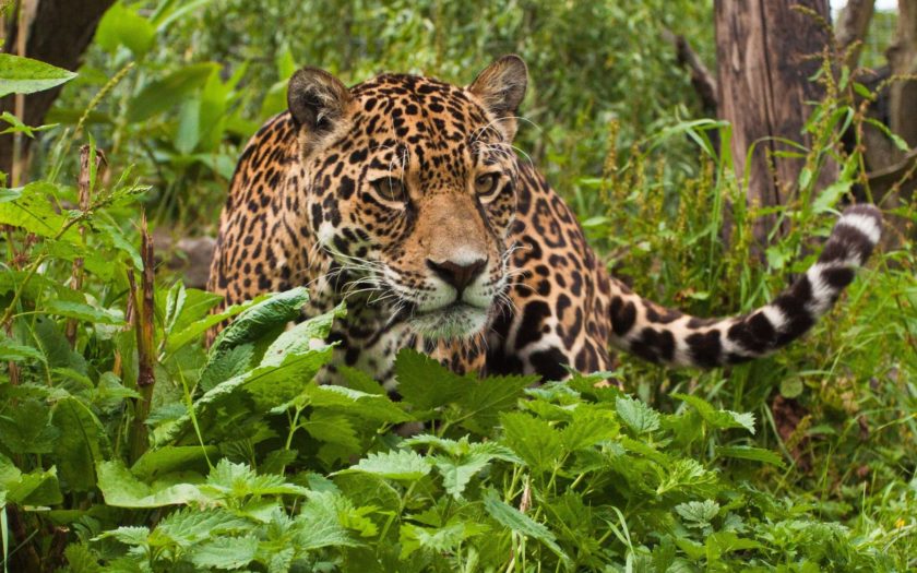 Jaguar World Of Wild Animals Hd Wallpaper For Pc,tablet And Mobile Download  2560x1600 : 