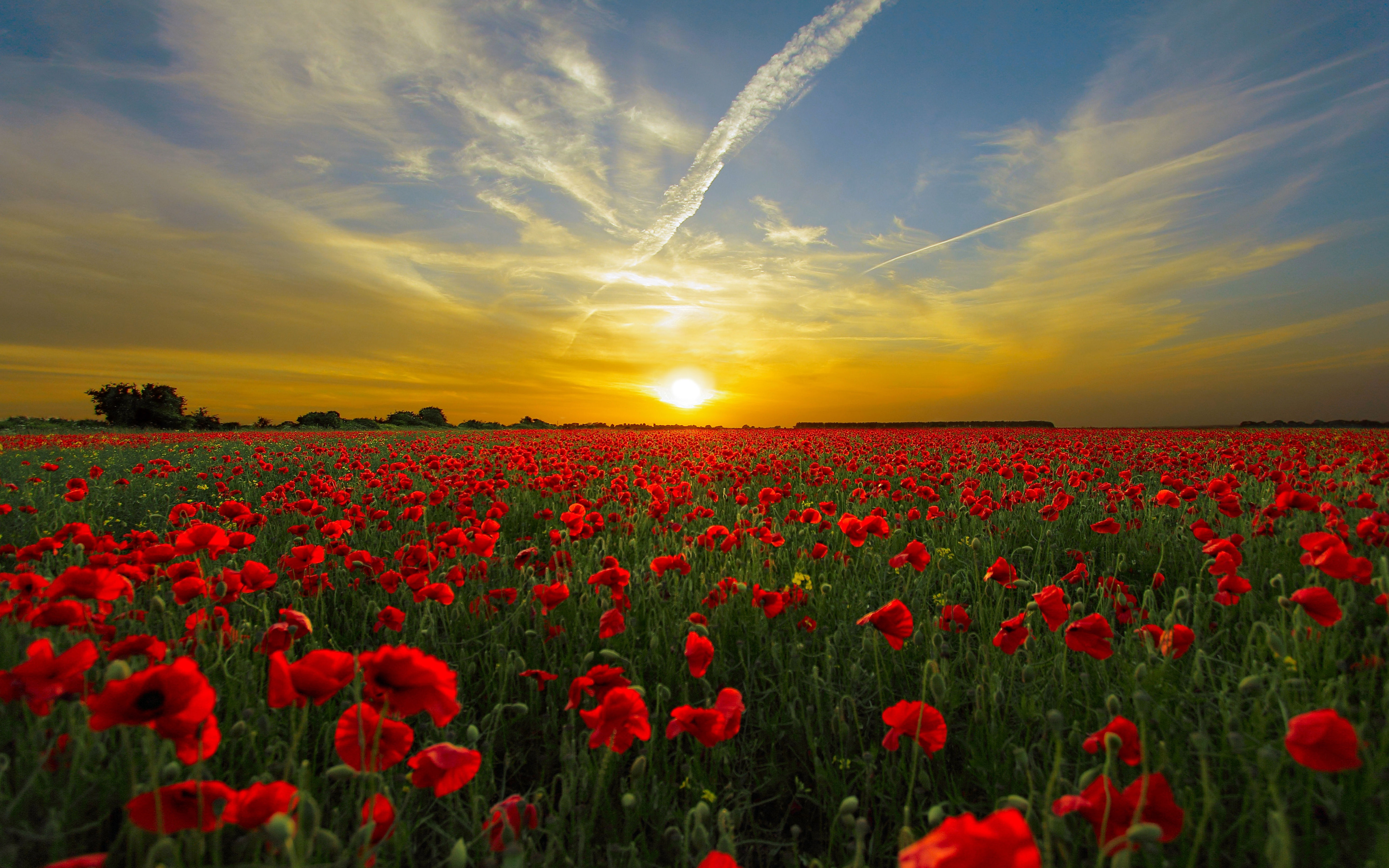 Orange Sunset Field With Red Poppies Nature Summer Landscape Wallpaper