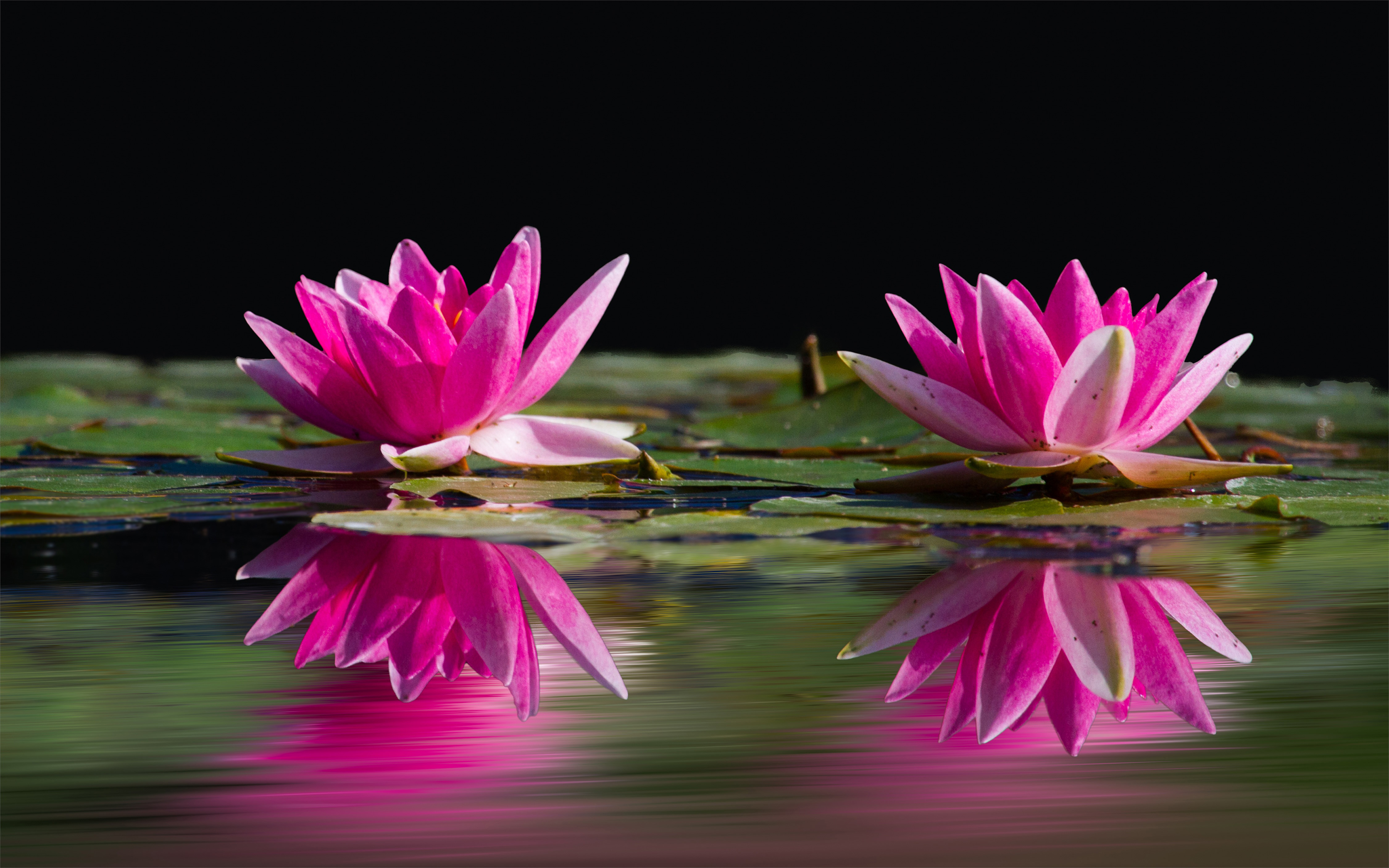 Pink Flowers Water Lilies Reflection In Water Nature Wallpaper Flower Full Hd For Desktop 4500x2813 Wallpapers13 Com
