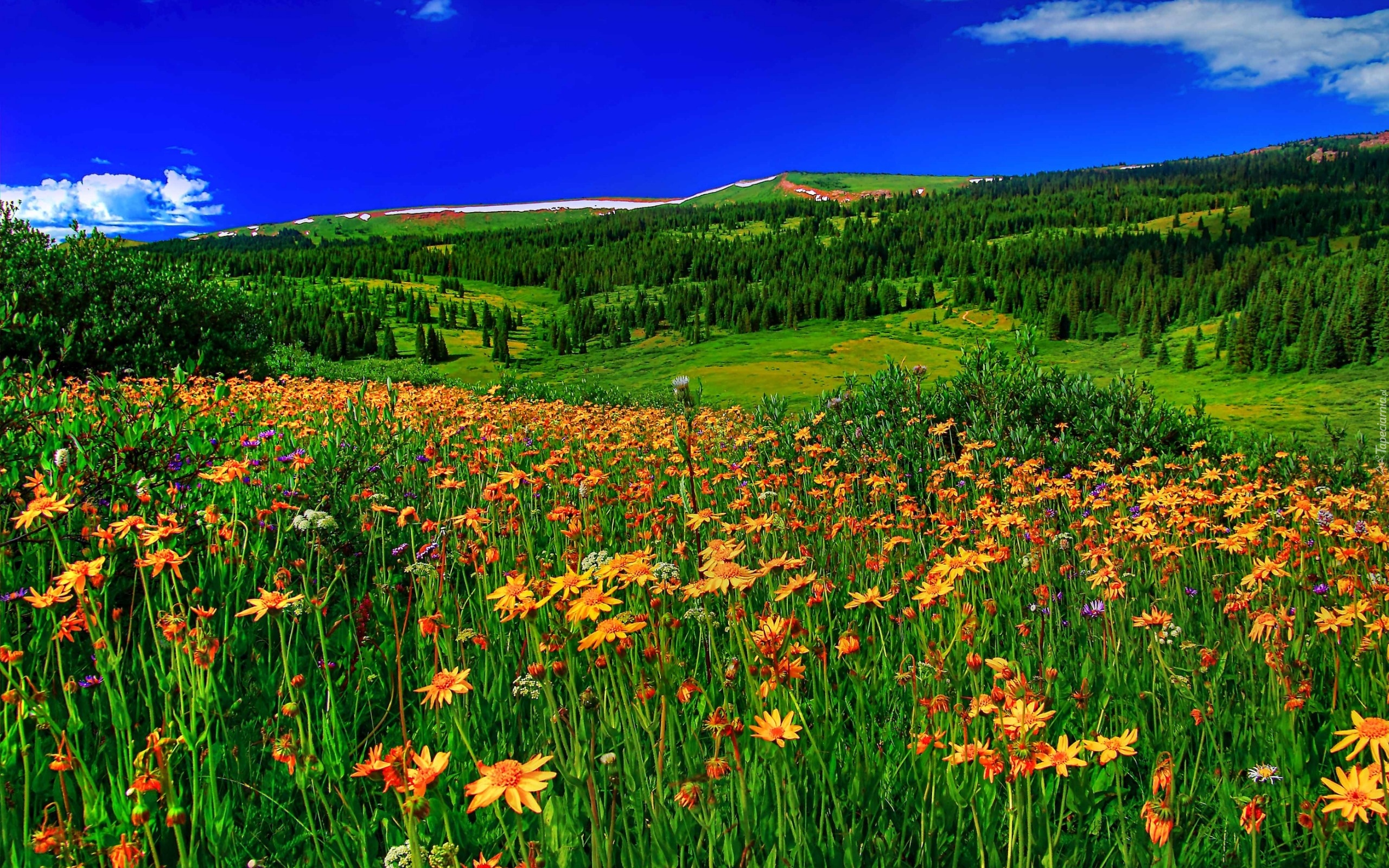 Meadow Of Flowers And Grass Wallpaper