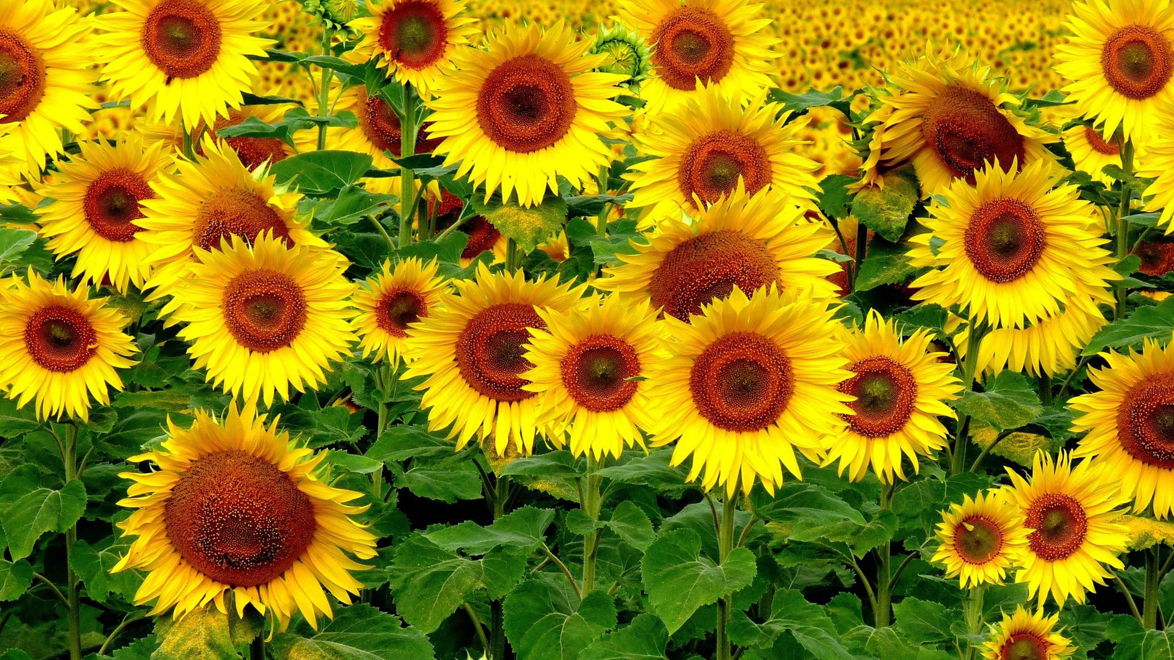 Sunflower Beautiful Yellow Flowers 4k Ultra Hd Wallpapers For Desktop