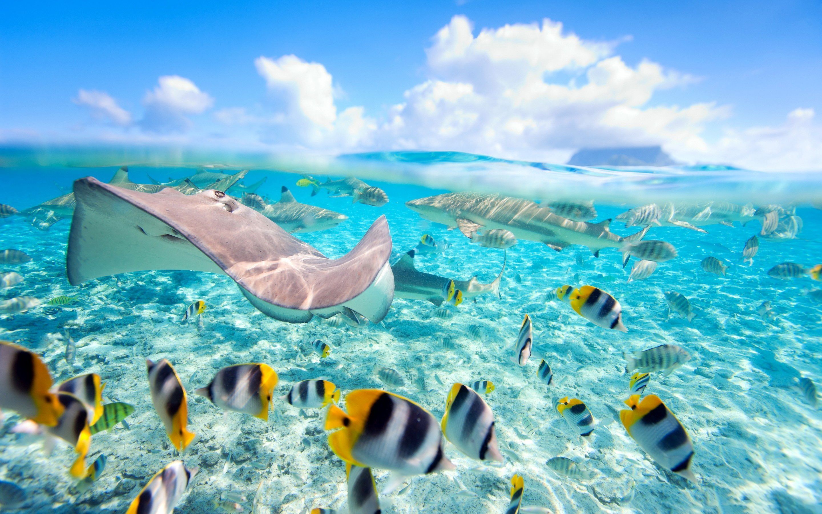 Hawaii Exotic Fish Crystal Clear Water Underwater World Wallpaper