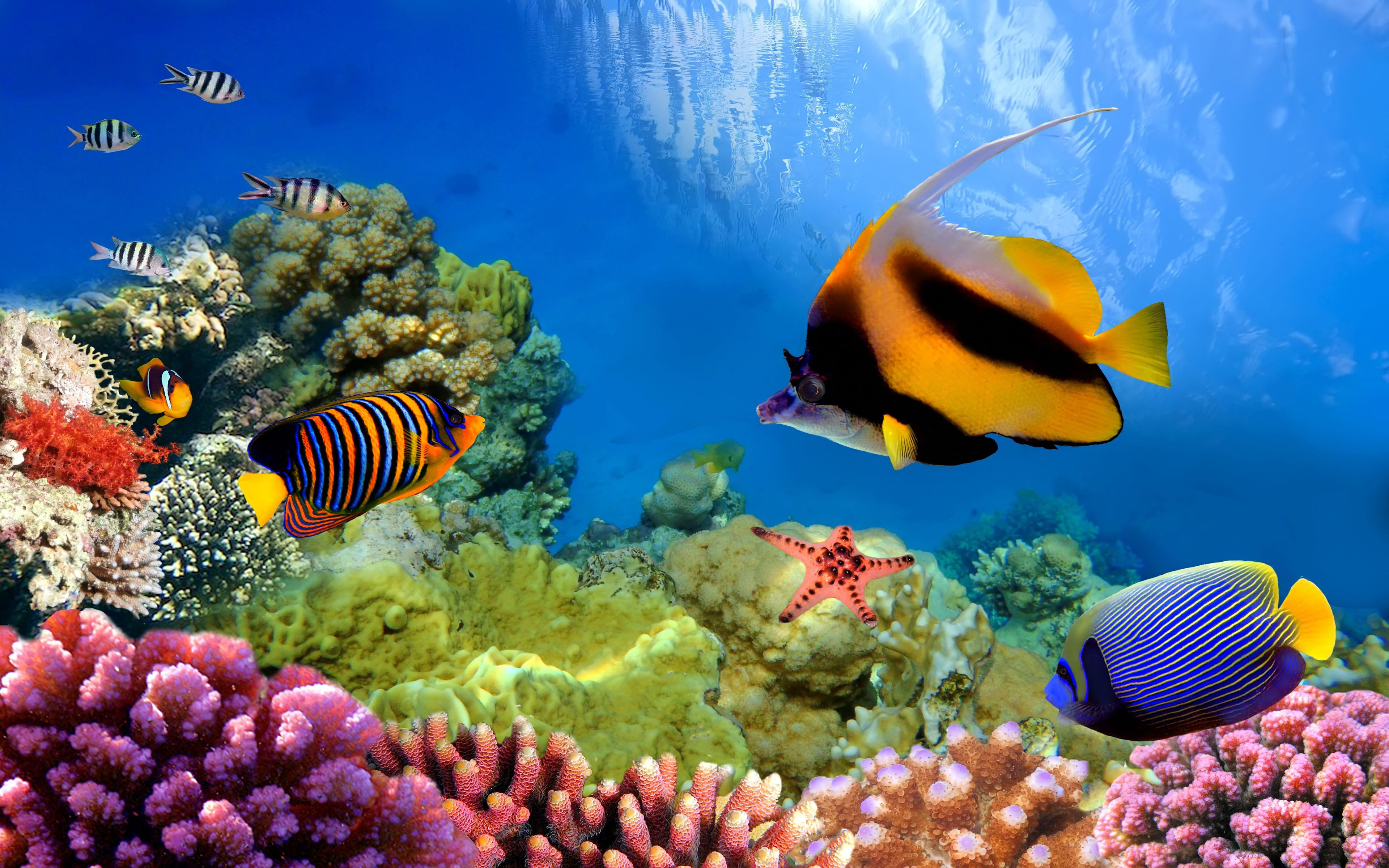 Great Barrier Reef Biosearch Life Under The Ocean Desktop Wallpaper Hd ...