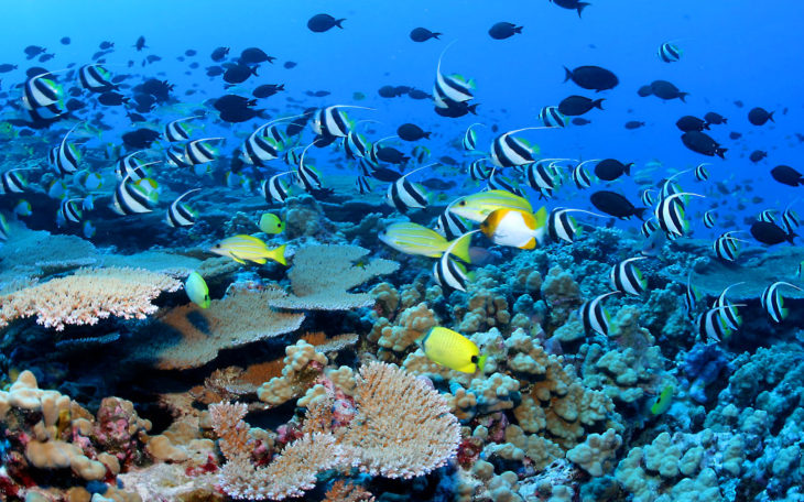 Underwater World Tropical Fish Desktop Background Hd : Wallpapers13.com