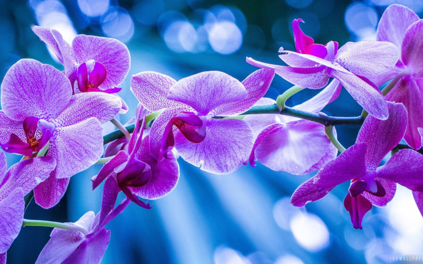 Purple Orchid Wallpapers  Top Free Purple Orchid Backgrounds   WallpaperAccess