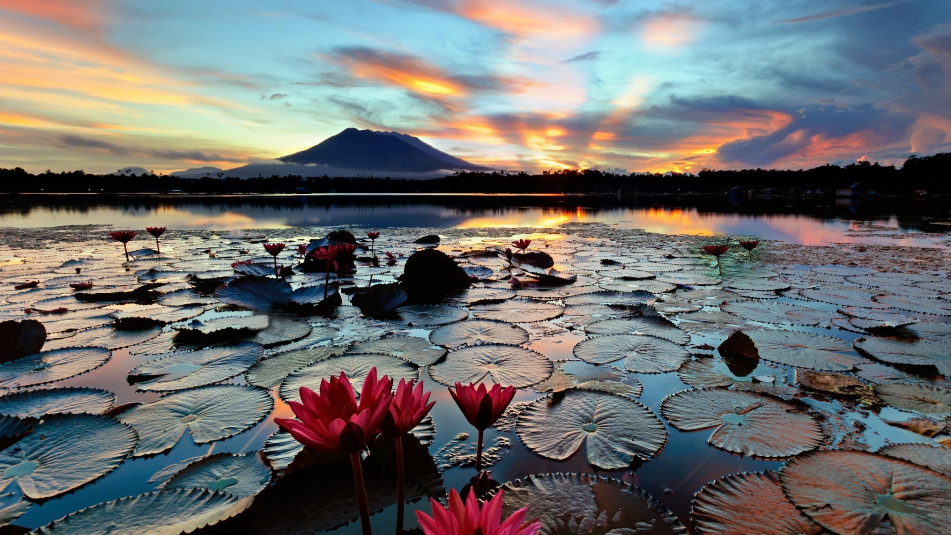 Lake Sampaloc Lake In The Philippines Water Lilies Flowers Lotus Leaves