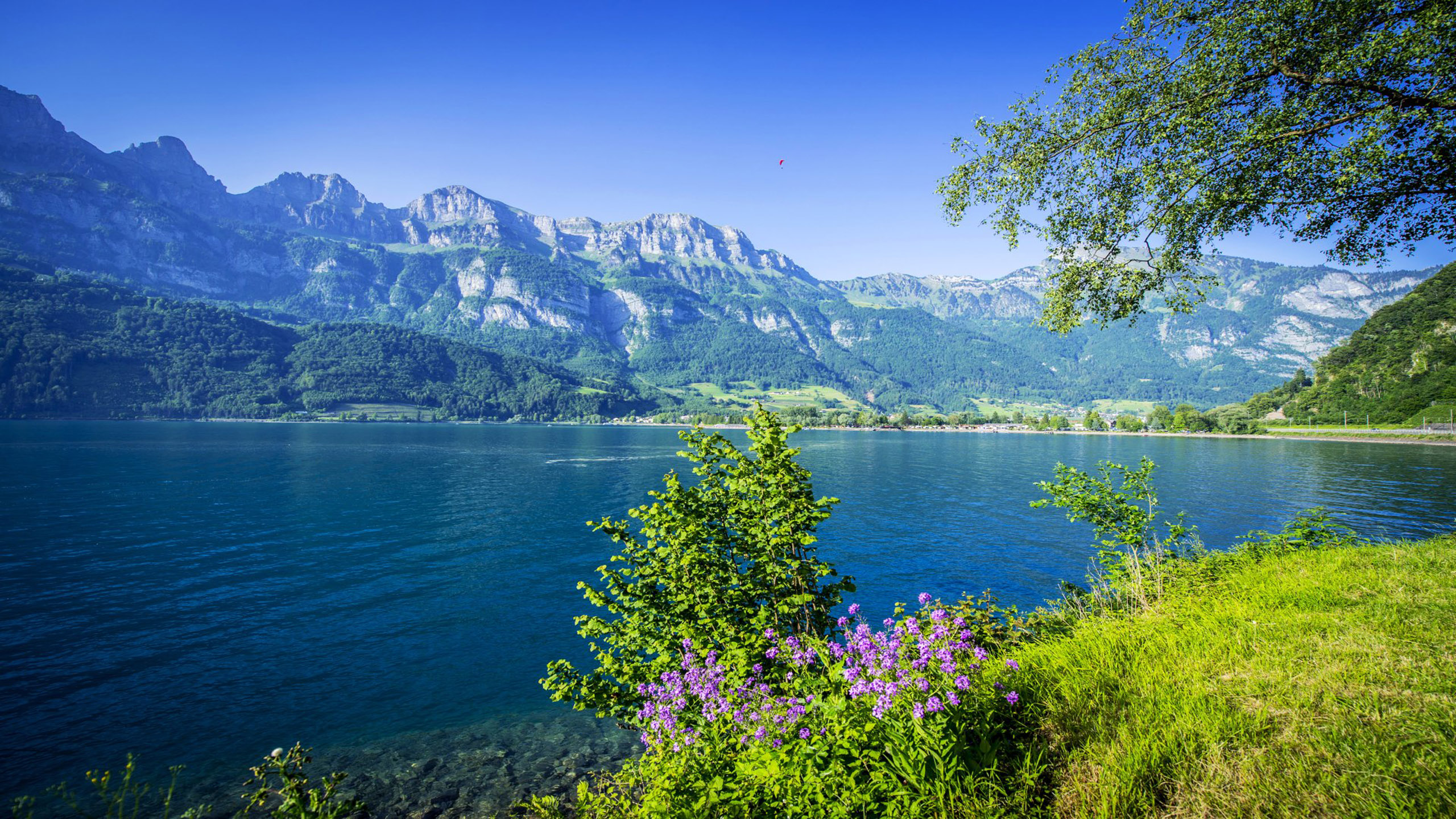 Download Lake Valence Switzerland Nature Summer Pictures 2560×1440...