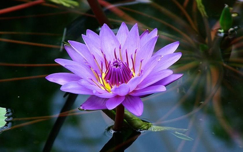 Lotus Flower Purple Color Beautiful Wallpaper Hd For Pc Tablet And Mobile  1920x1080 : 