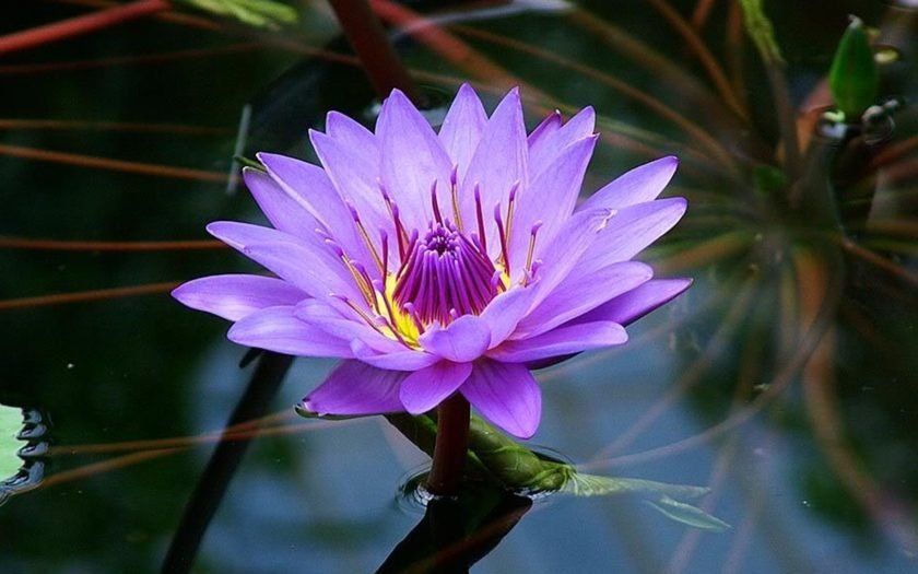 Lotus Flower Purple Color Beautiful Wallpaper Hd For Pc Tablet And Mobile 1920x1080 : Lotus Flower Purple Color Beautiful Wallpaper Hd For Pc Tablet And Mobile 1920x1080 :