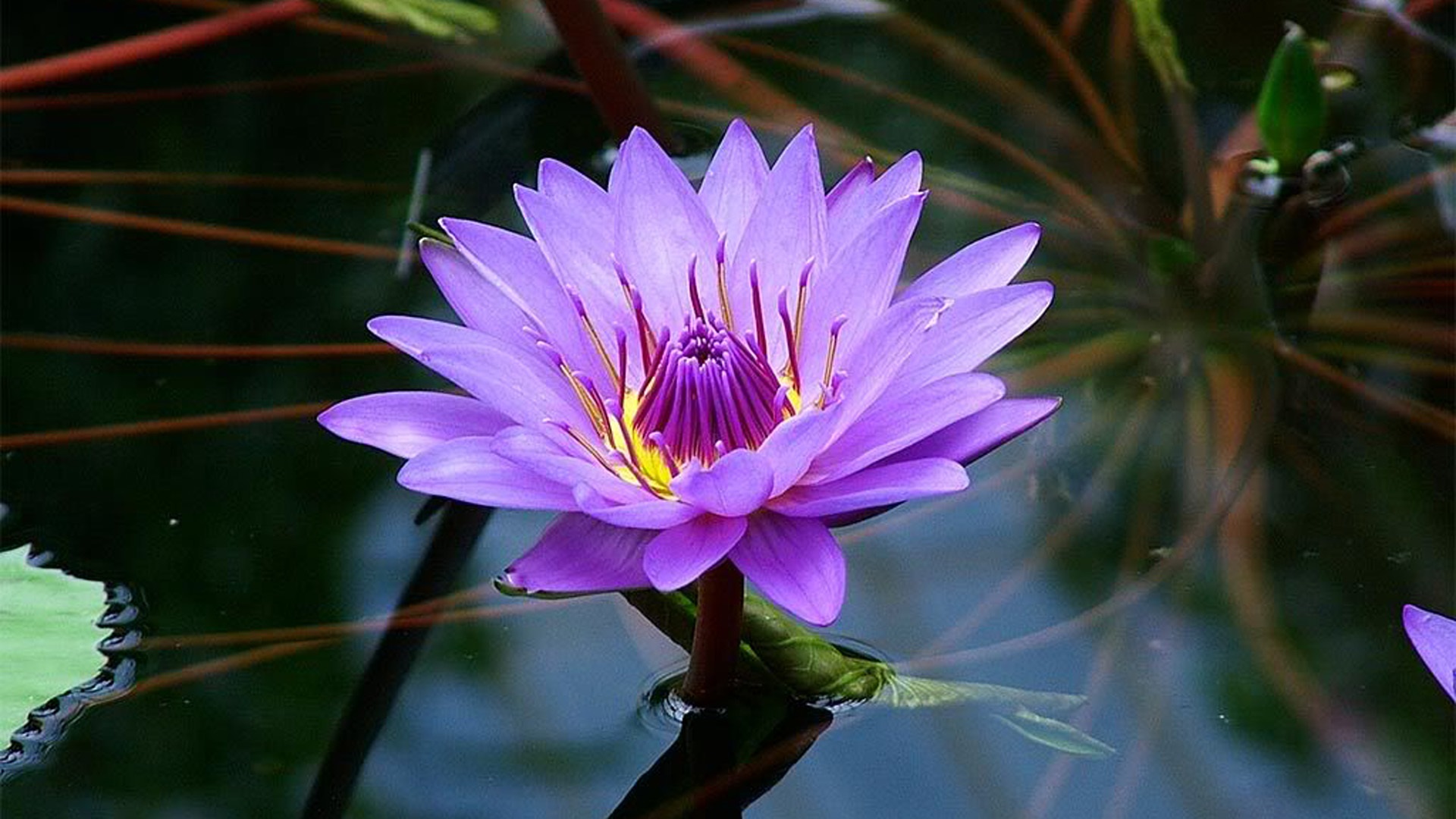 Lotus Flower Purple Color Beautiful Wallpaper Hd For Pc Tablet And