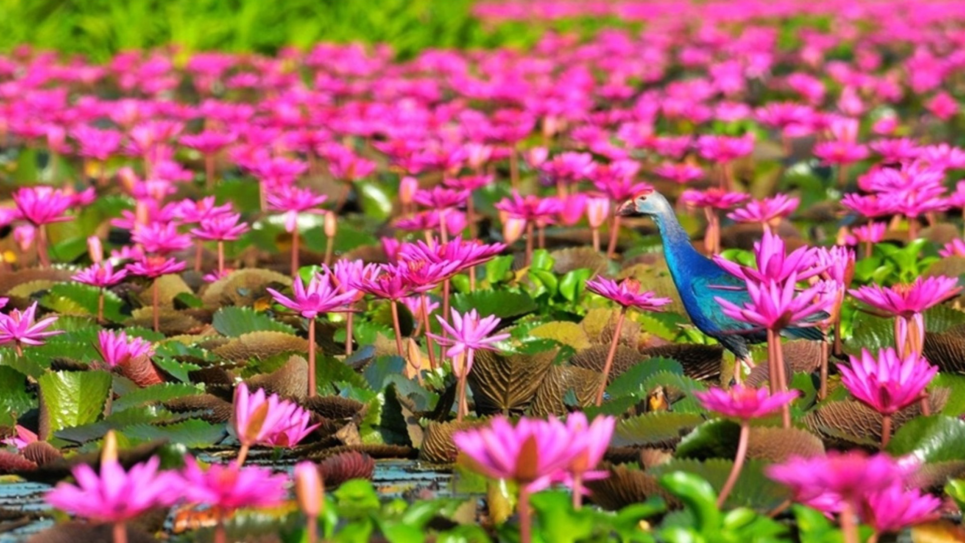 Lotus Lake Thale Noi Lake In Thailand Phatthalung Province Red Flowers Full  Hd Wallpapers 1920x1080 : 