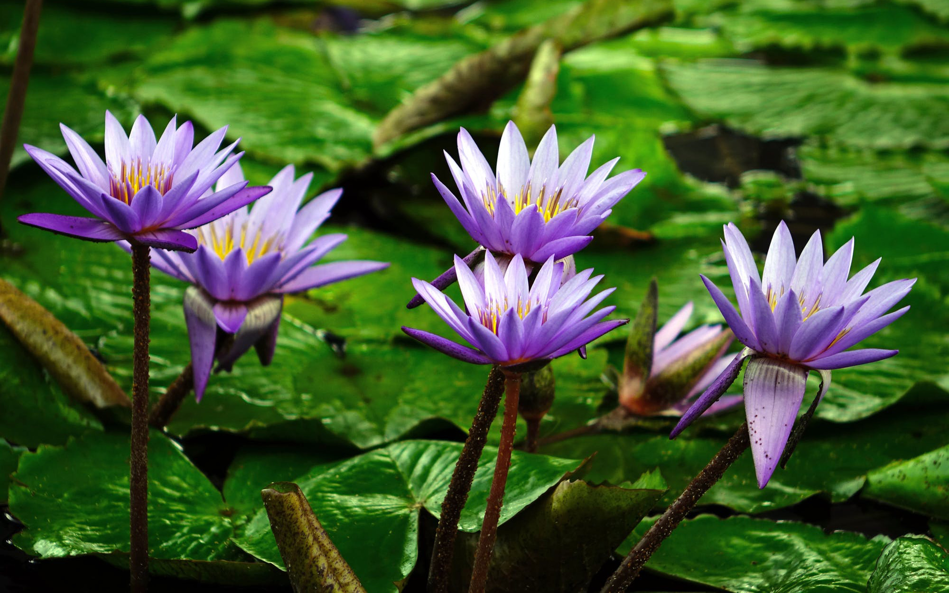 Lotus Purple Flowers Green Leaves Water Beautiful Wallpaper Hd For