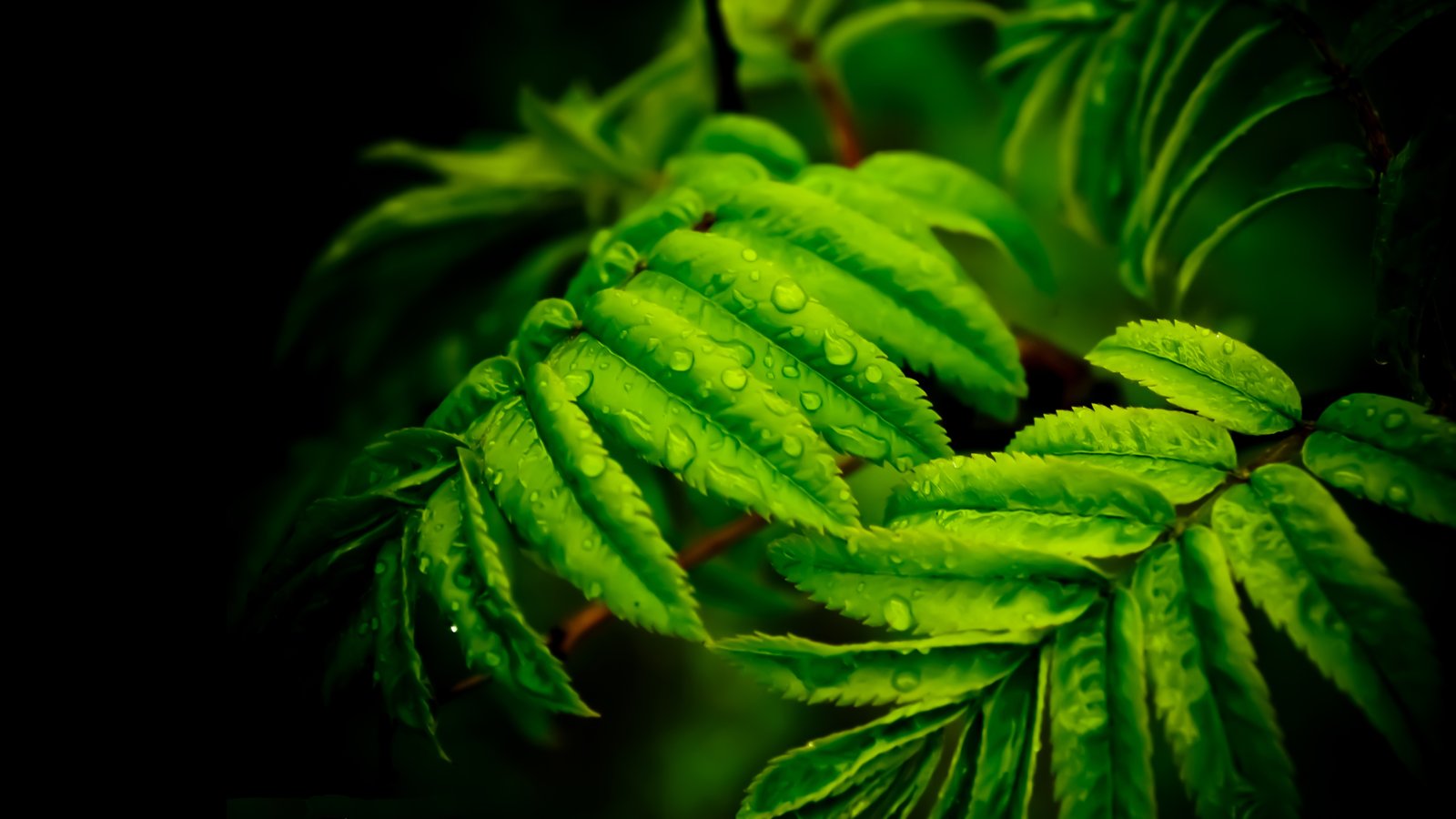 Beautiful Green Leaves Drops Water 4k Ultra Hd Wallpaper For Desktop