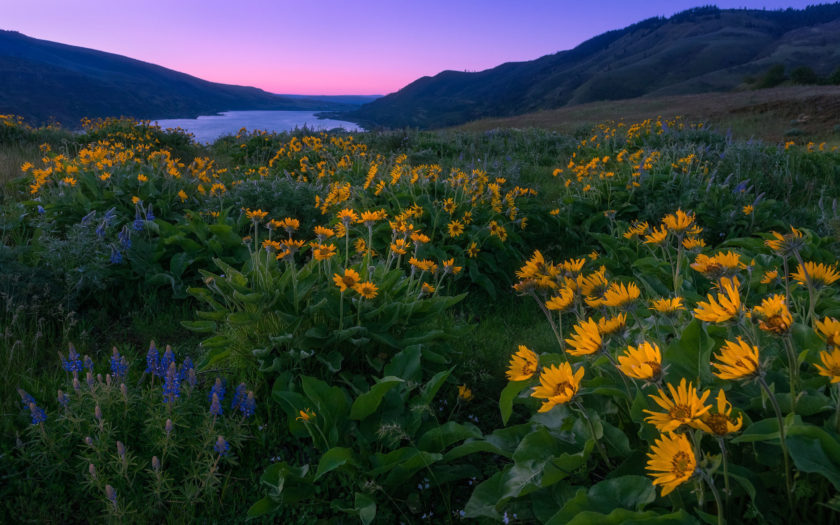 Columbia River And North America Sunset Spring Yellow And Blue Wild ...