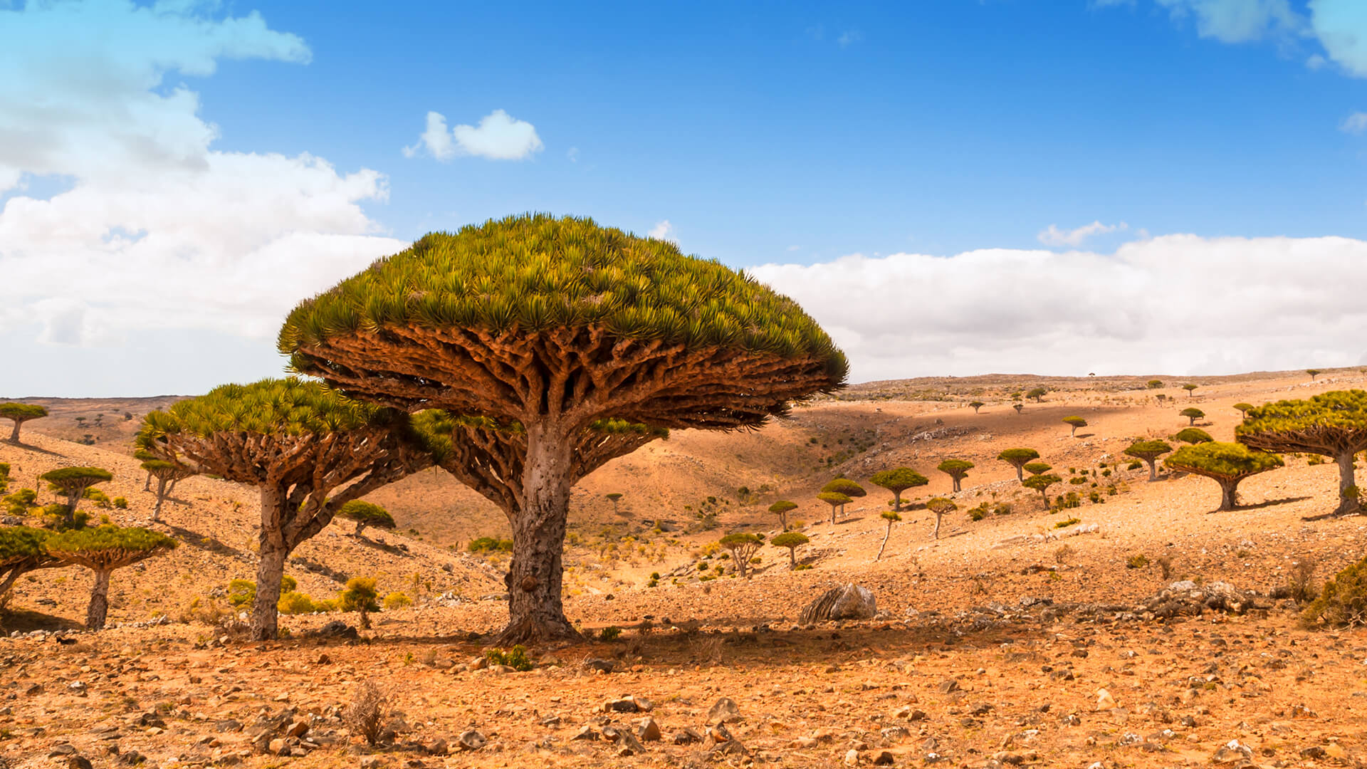 Деревья на которых можно сидеть. Сокотра Драконово дерево. Остров Сокотра Йемен. Сокотра остров деревья. Нубийское Драконово дерево.
