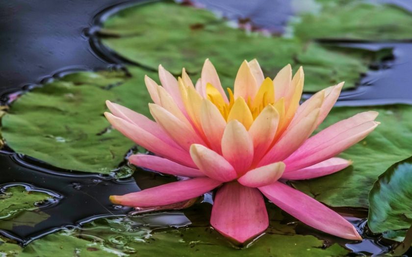 Pink Lotus Water Flower Lilly Petals Leaves Desktop Wallpaper Hd 1920x1080  : 
