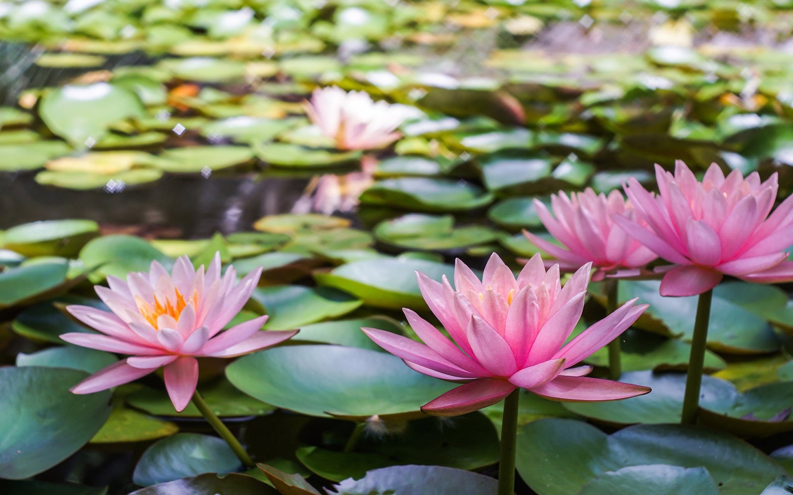 Red Lily Flower Wallpaper - FlowerWallpapero