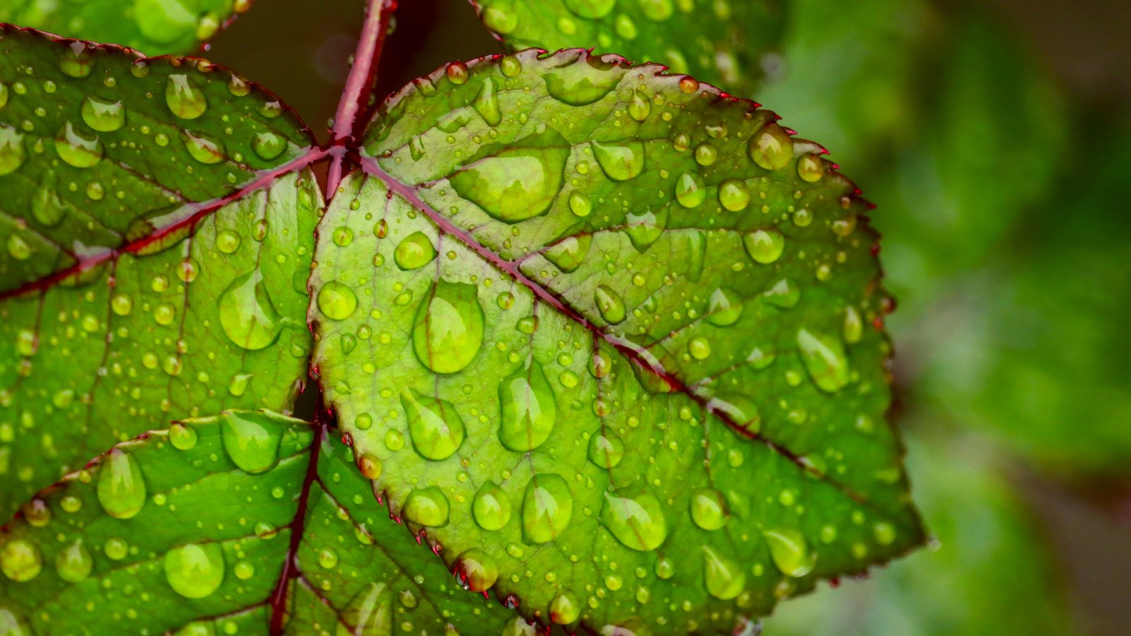 Water droplets on green leaf 4K Ultra  HD  Wallpapers  for 