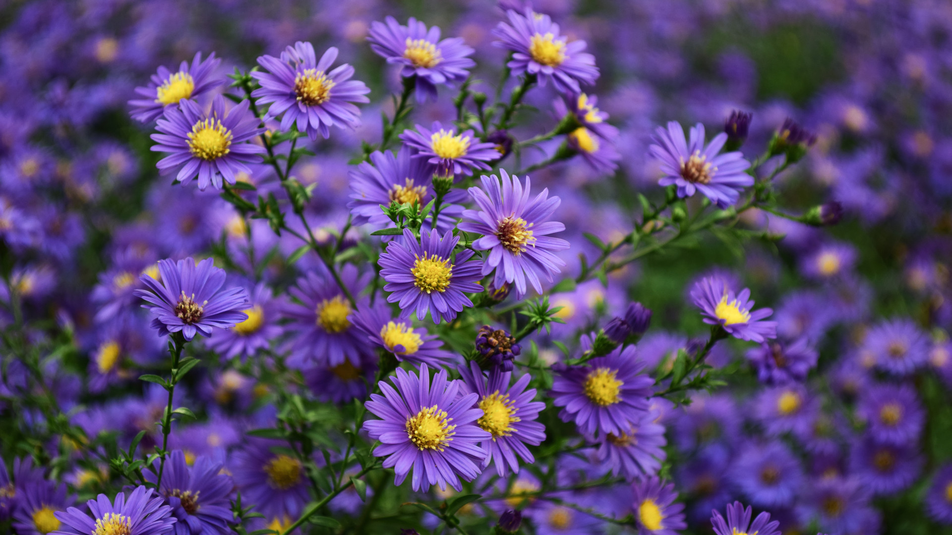 Asters Purple Yellow Flowers Ornamental Plants From Family ...