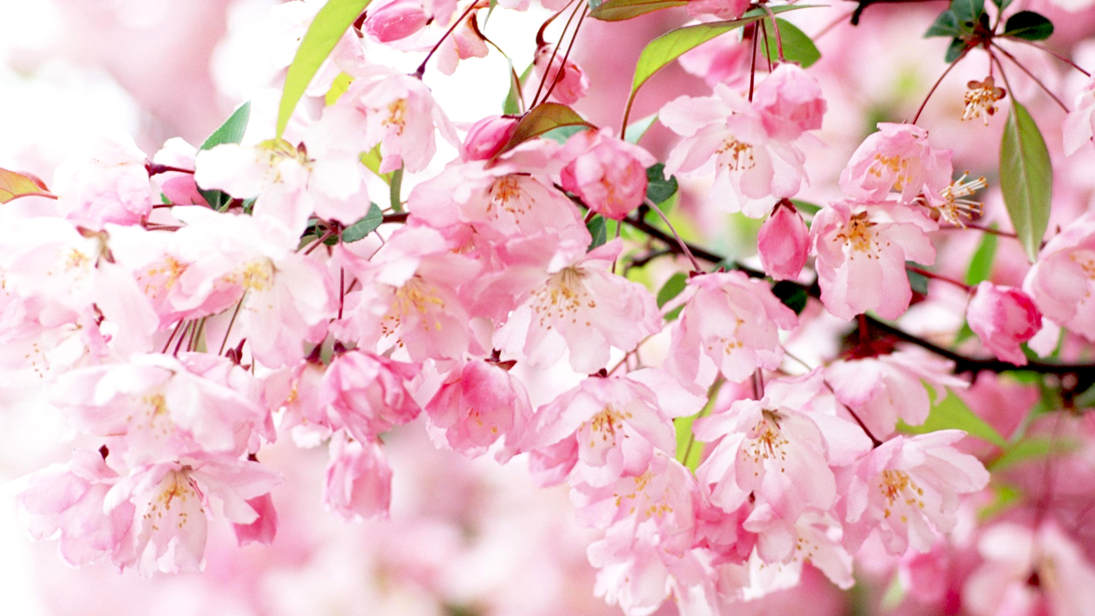 Cherry Branch Pink Flower Petals Spring Wallpaper Hd 3840x2160.