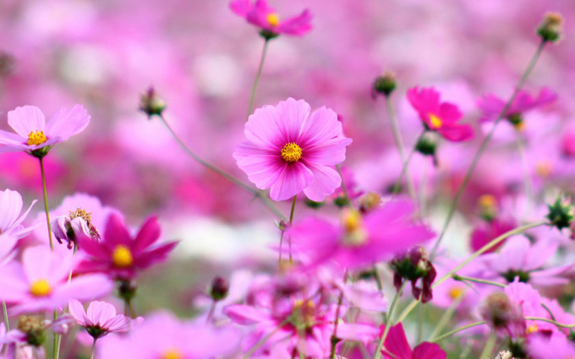 Cosmos Beautiful Pink Flowers Full Hd Wallpapers For Desktop 3840x2160 :  