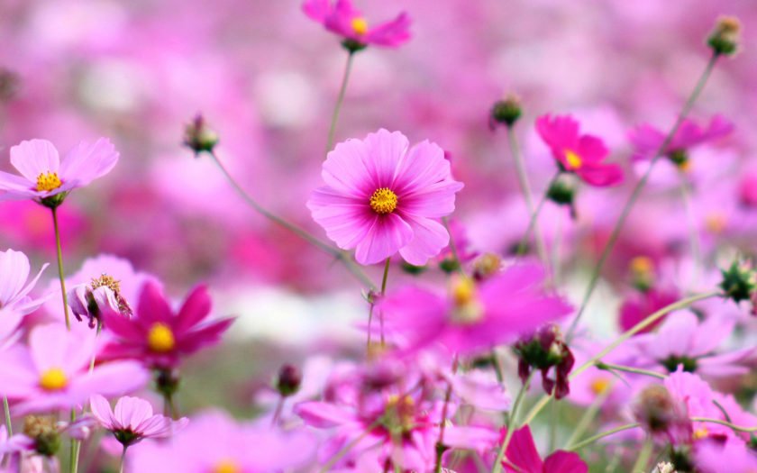 Cosmos Beautiful Pink Flowers Full Hd Wallpapers For Desktop 3840x2160 : Cosmos Beautiful Pink Flowers Full Hd Wallpapers For Desktop 3840x2160 :