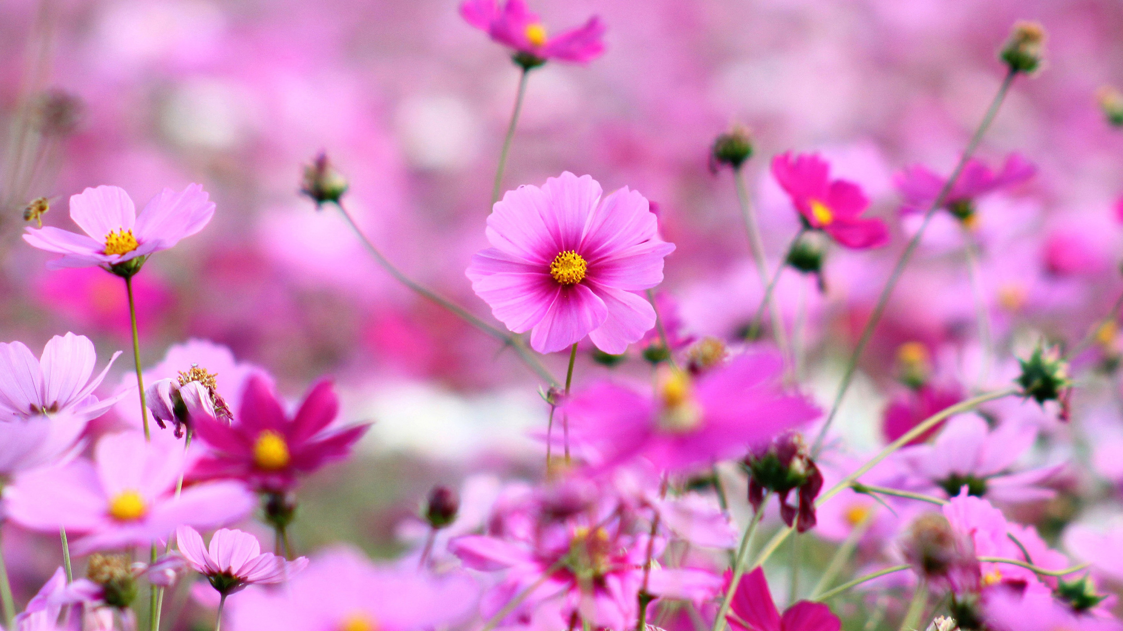 Cosmos Beautiful Pink Flowers Full Hd Wallpapers For Desktop 3840x2160