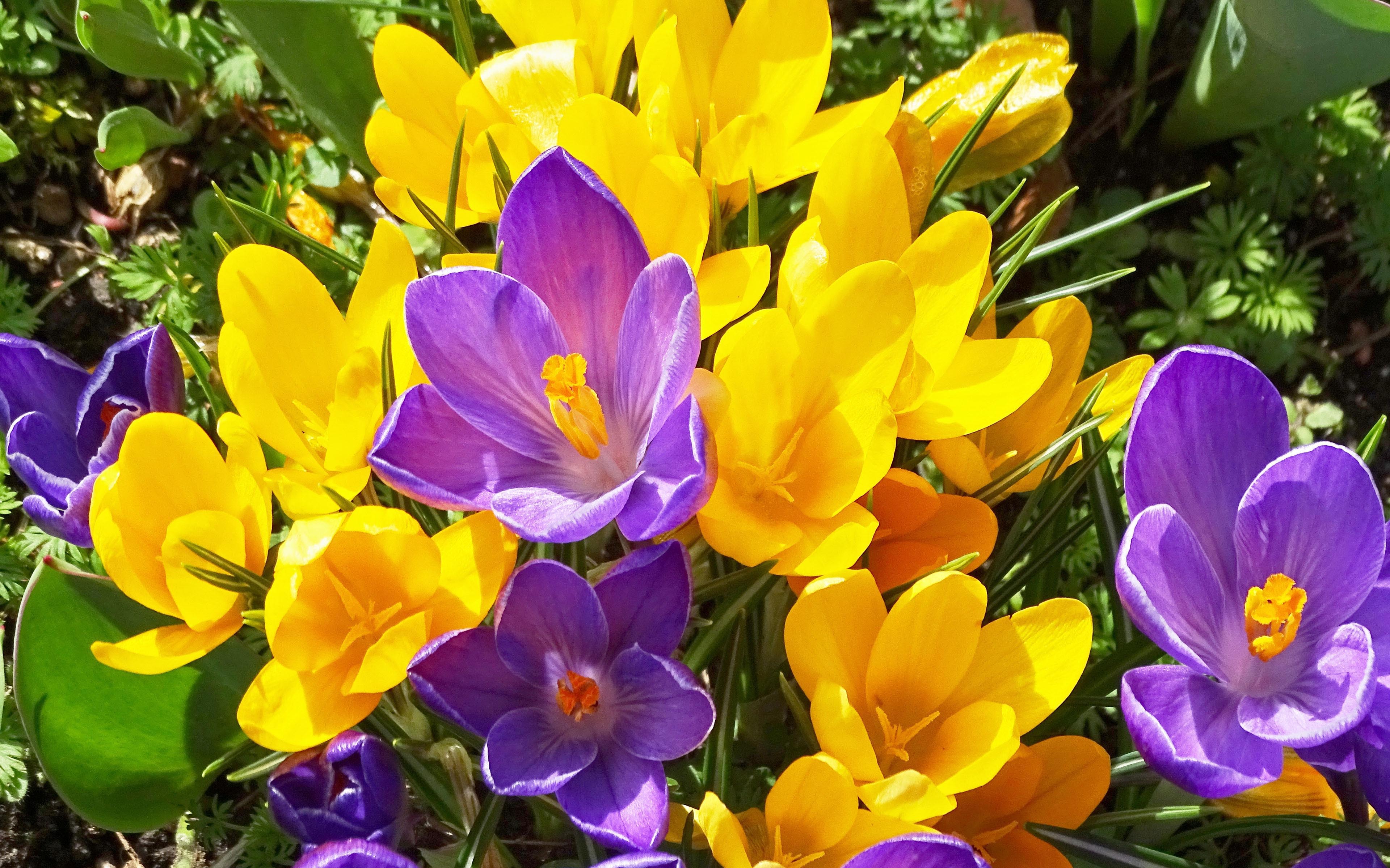 Crocus Spring Flowers Yellow And Purple Flowers Images