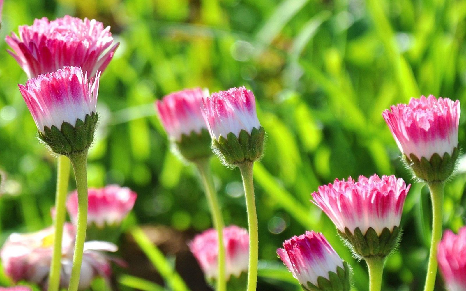 English Daisies With Pink White Petals Closed Flowers Flowering Plants ...