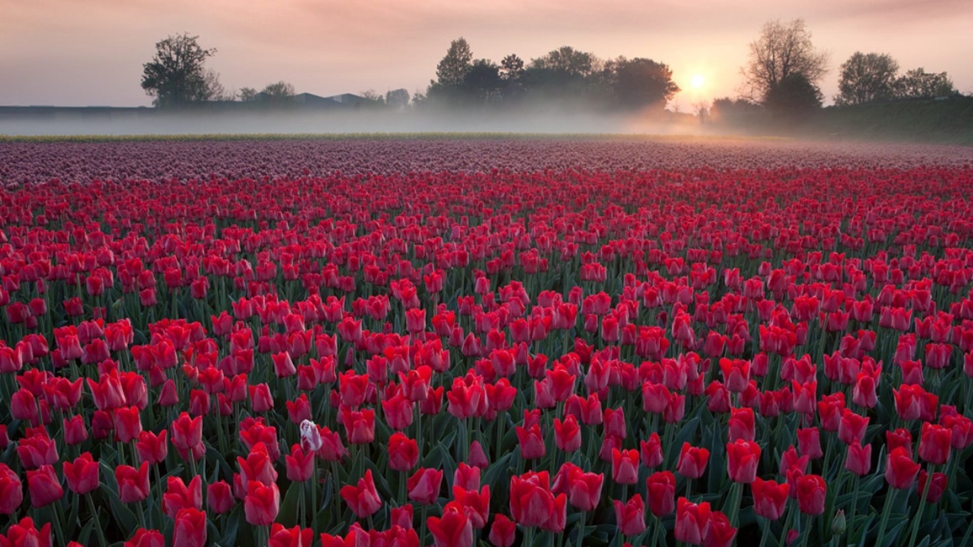 Flowers Field With Red Tulips Sunrise Morning Mist Evaporation Wallpaper Hd  Samsung Mobile Phone 1920x1080 : 