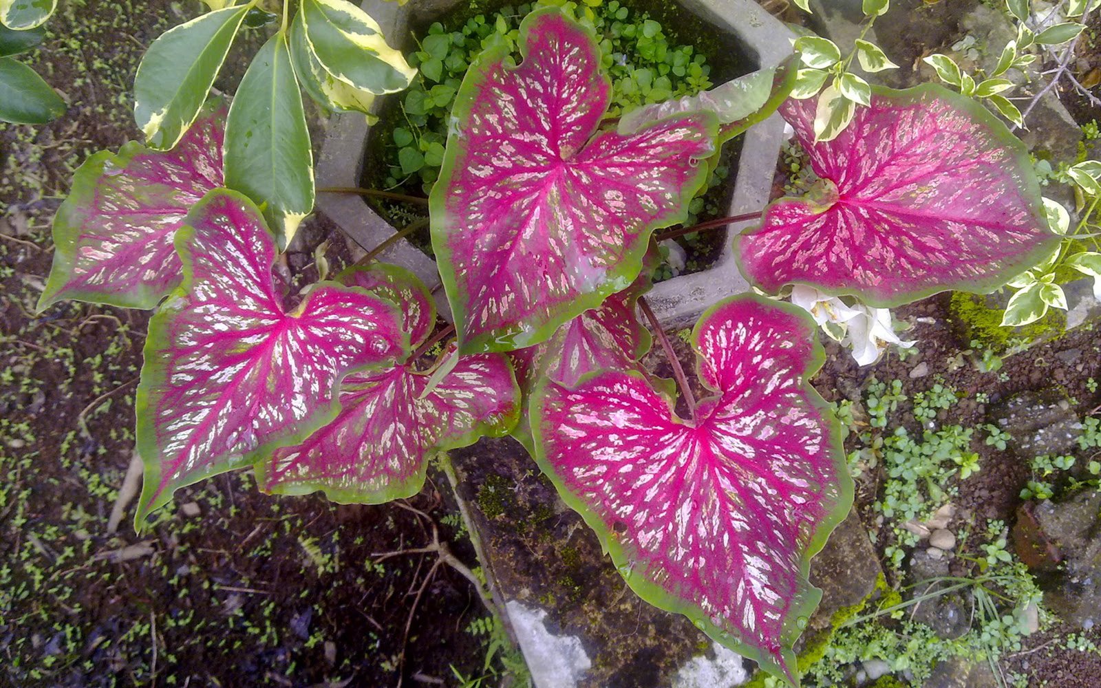 Flowers Sweetheart Ornamental Plants Caladium keladi Hias 