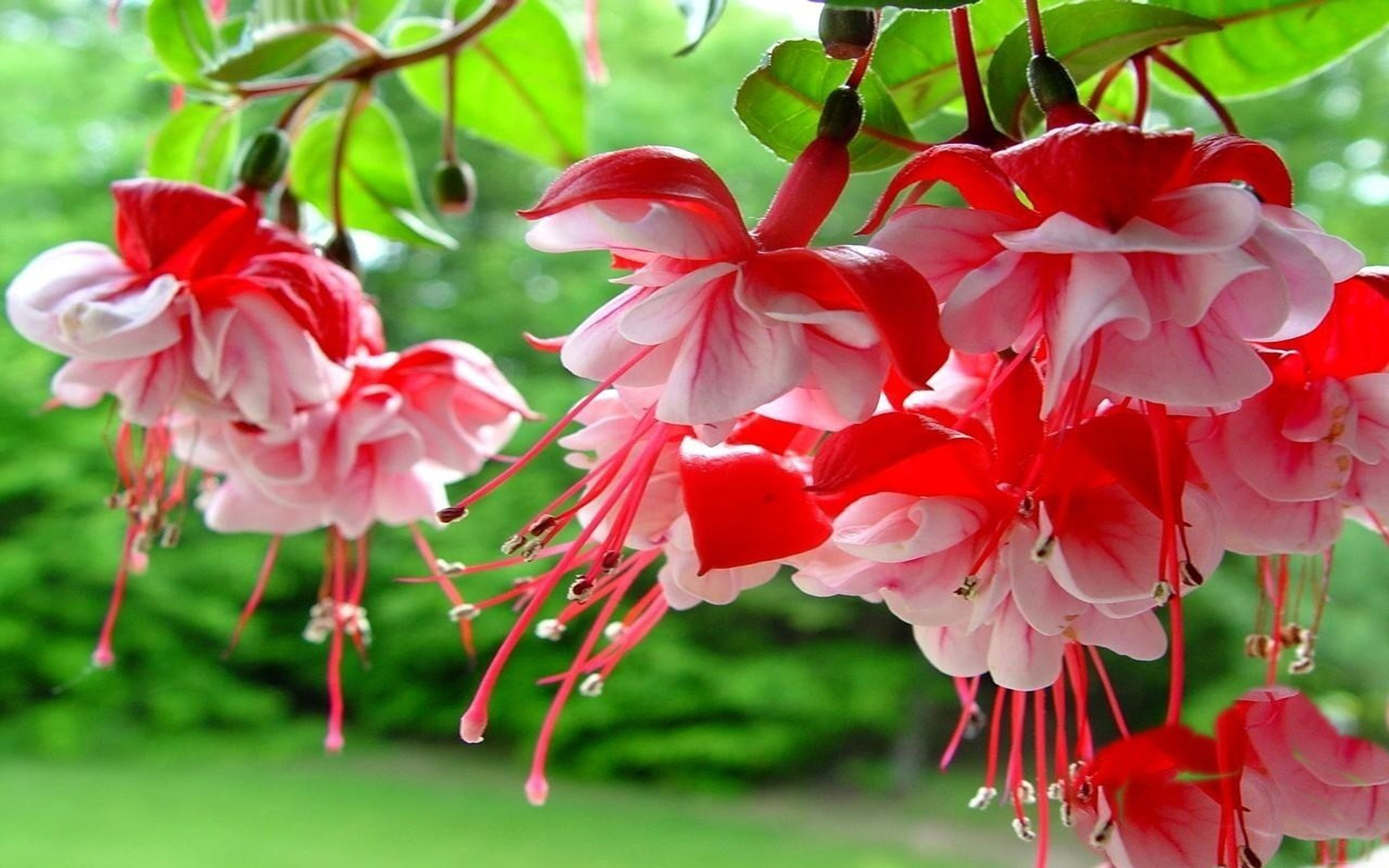 fuchsia spring flowers  red  pink color hd wallpapers  mobile