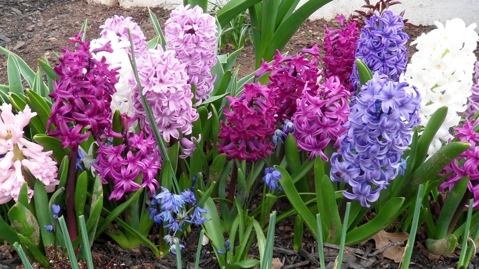 Hyacinthus Bulbous Fragrant Flowering Plants In Family Asparagaceae