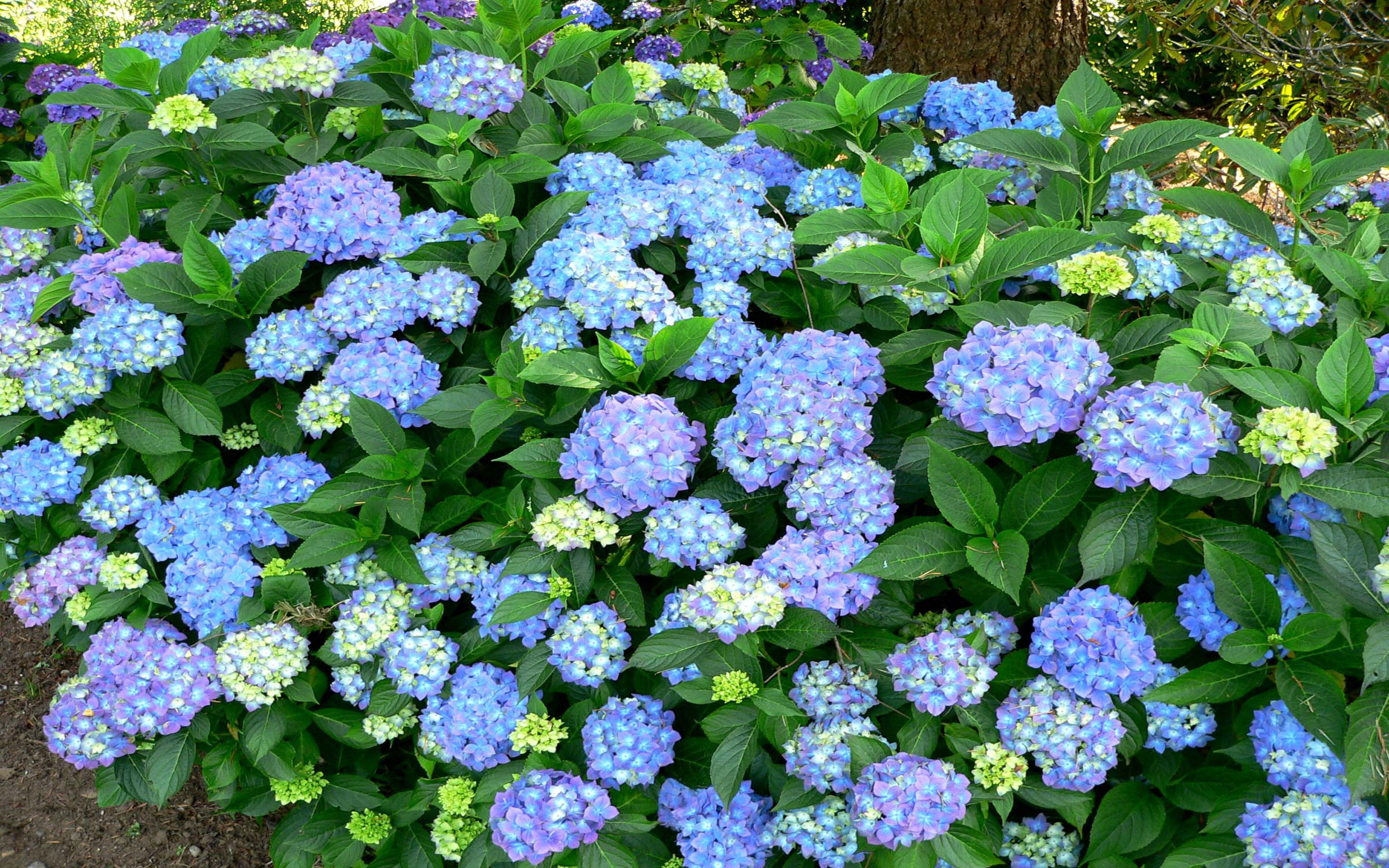 Hydrangea Macrophylla Purple And Blue Flowers Decorative Flowering