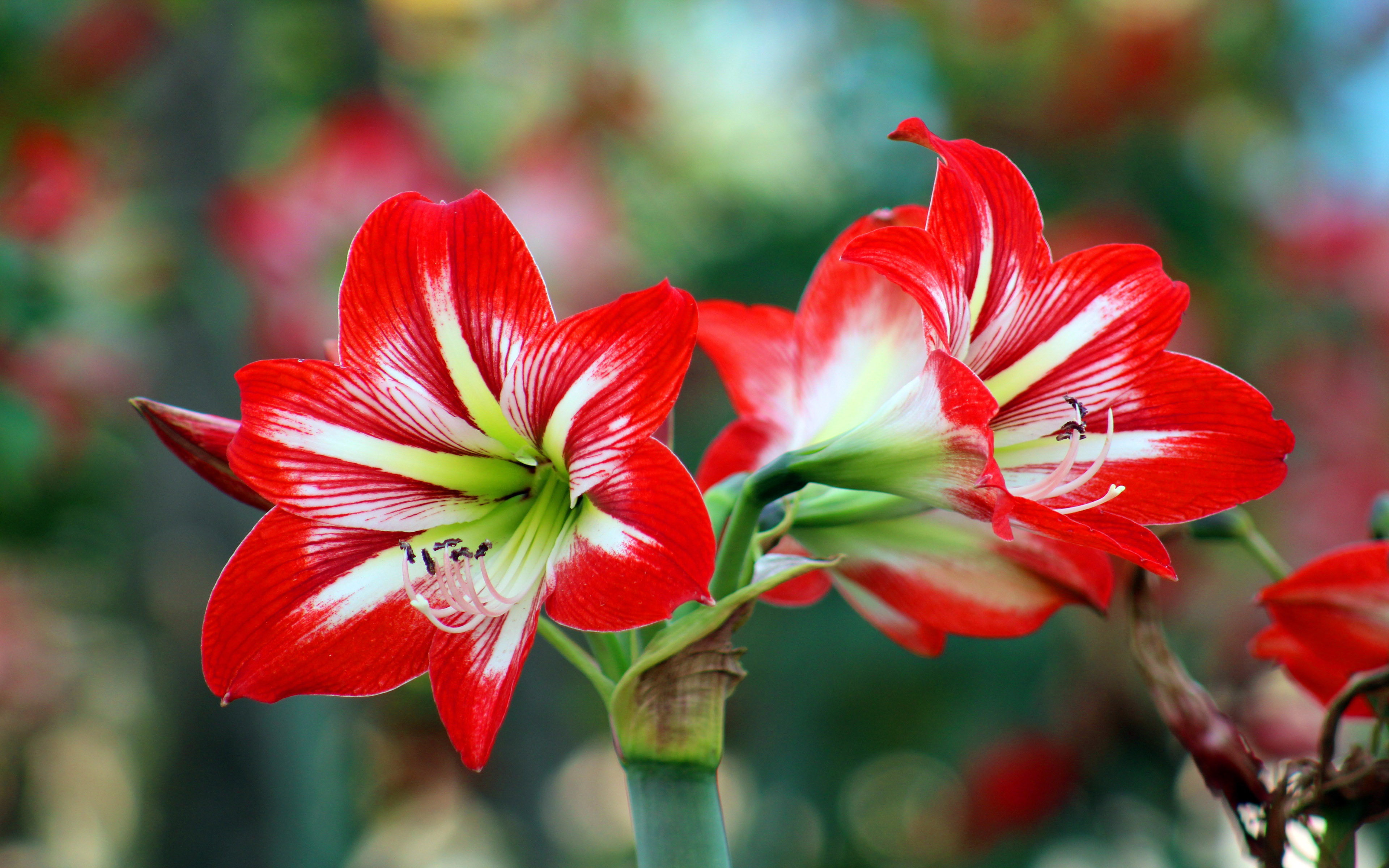 Lily Red Flowers With White Oriental Pipe Hybrid Lily Ornamental Plants 3840x2400 : Wallpapers13.com