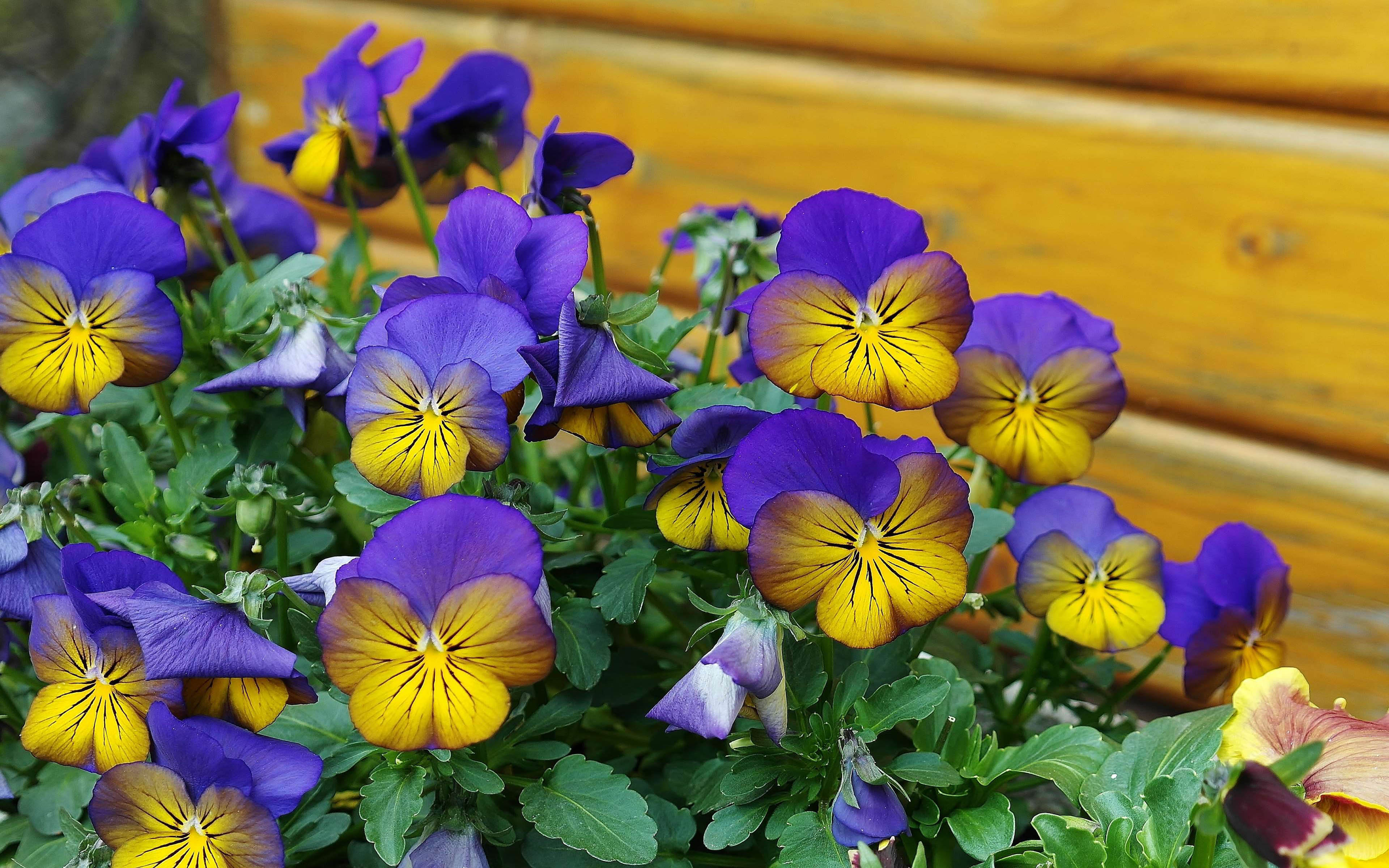 Pansy Flowers Spring Color Blue Yellow Flowers Nature