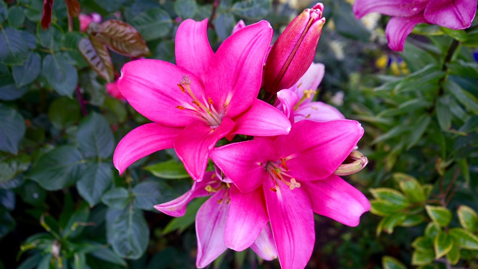 Pink Lily Flower Wallpaper