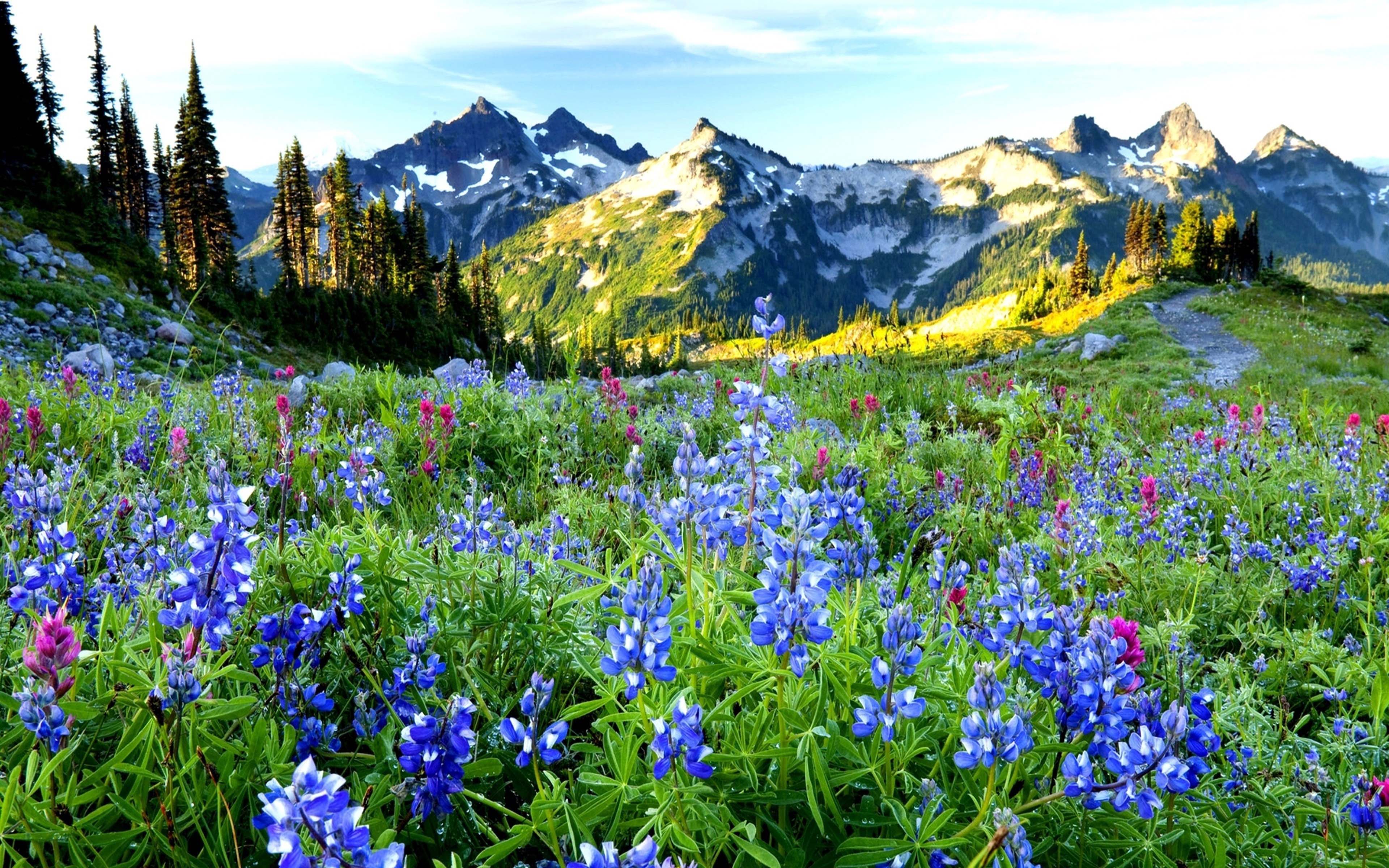 Keu kz. Швеция Альпийские Луга. Аляска горы цветы. Альпийские Луга Швейцария. Альпийские Луга Андорра.