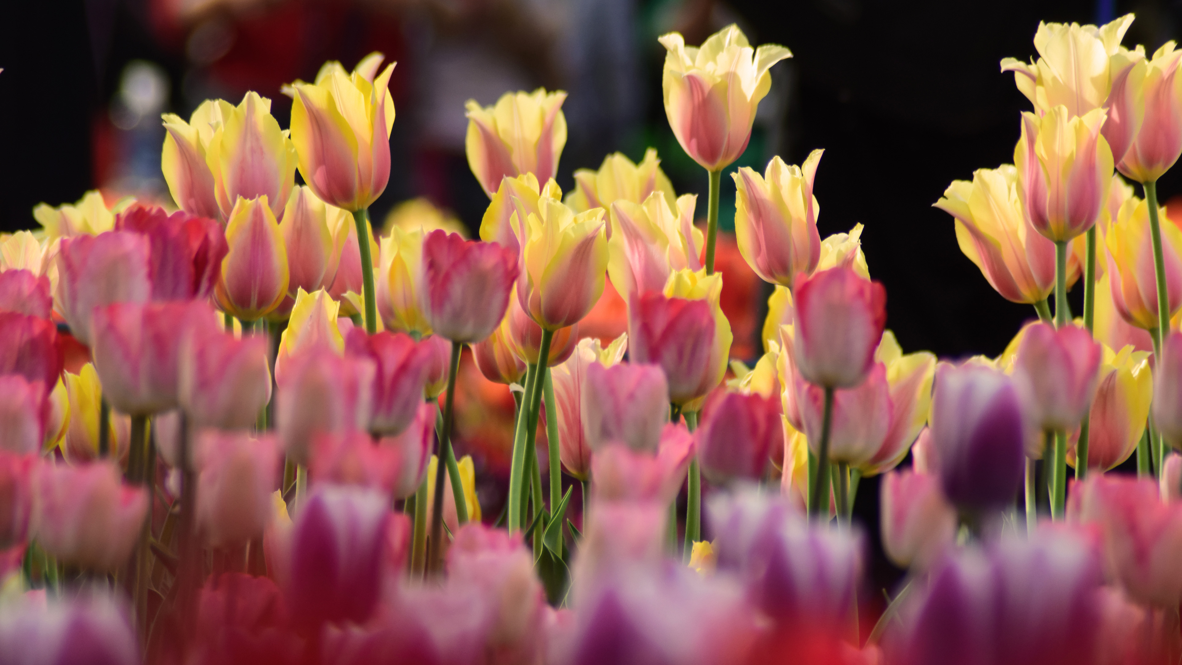Tulips Flowers Two Colors Bright Pink With Light Yellow Color Wallpaper