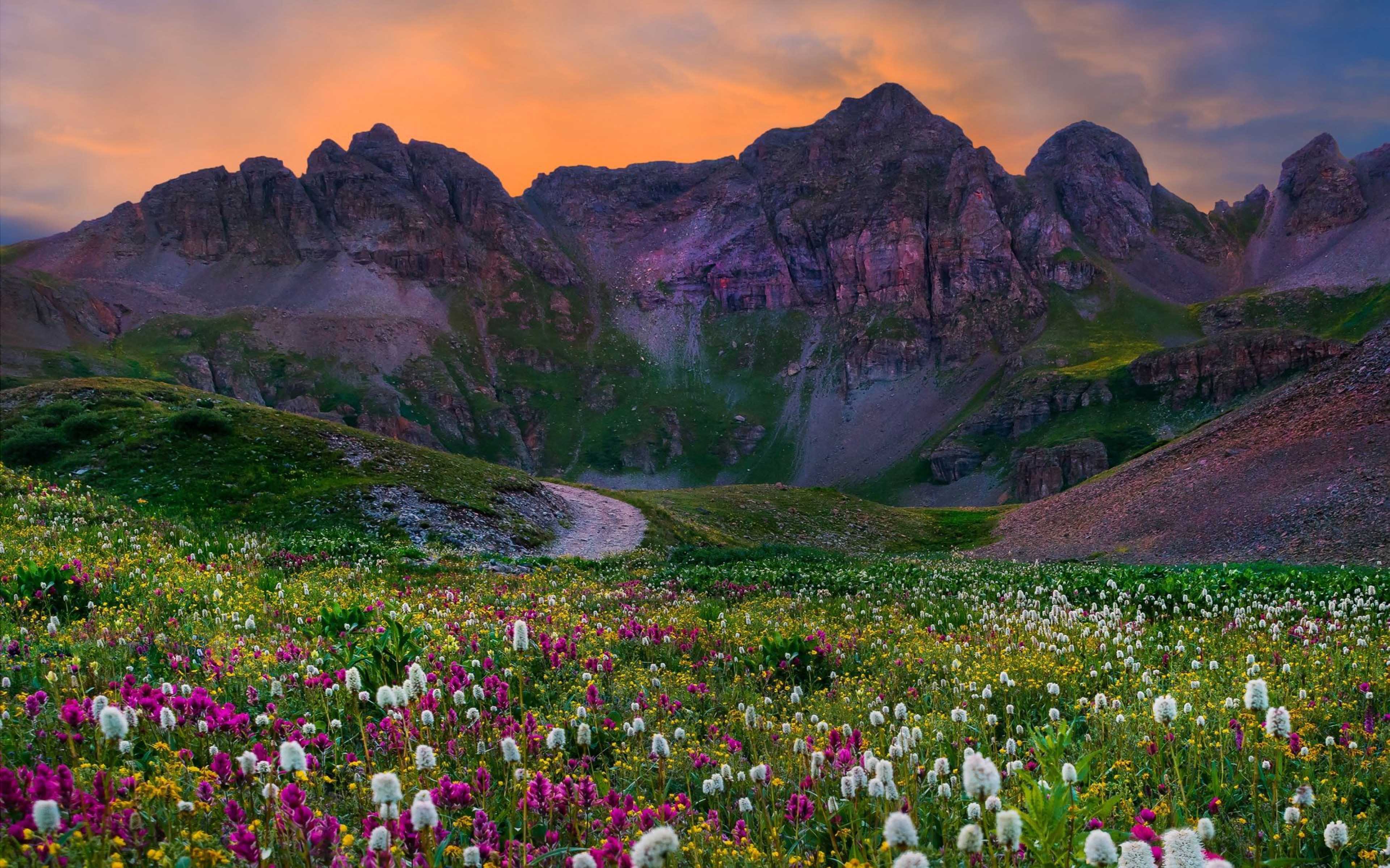 Flowers valley. Долина крокусов Домбай. Цветы в горах Колорадо. Колорадо Прованс. Горы Поляна Кыргызстана.